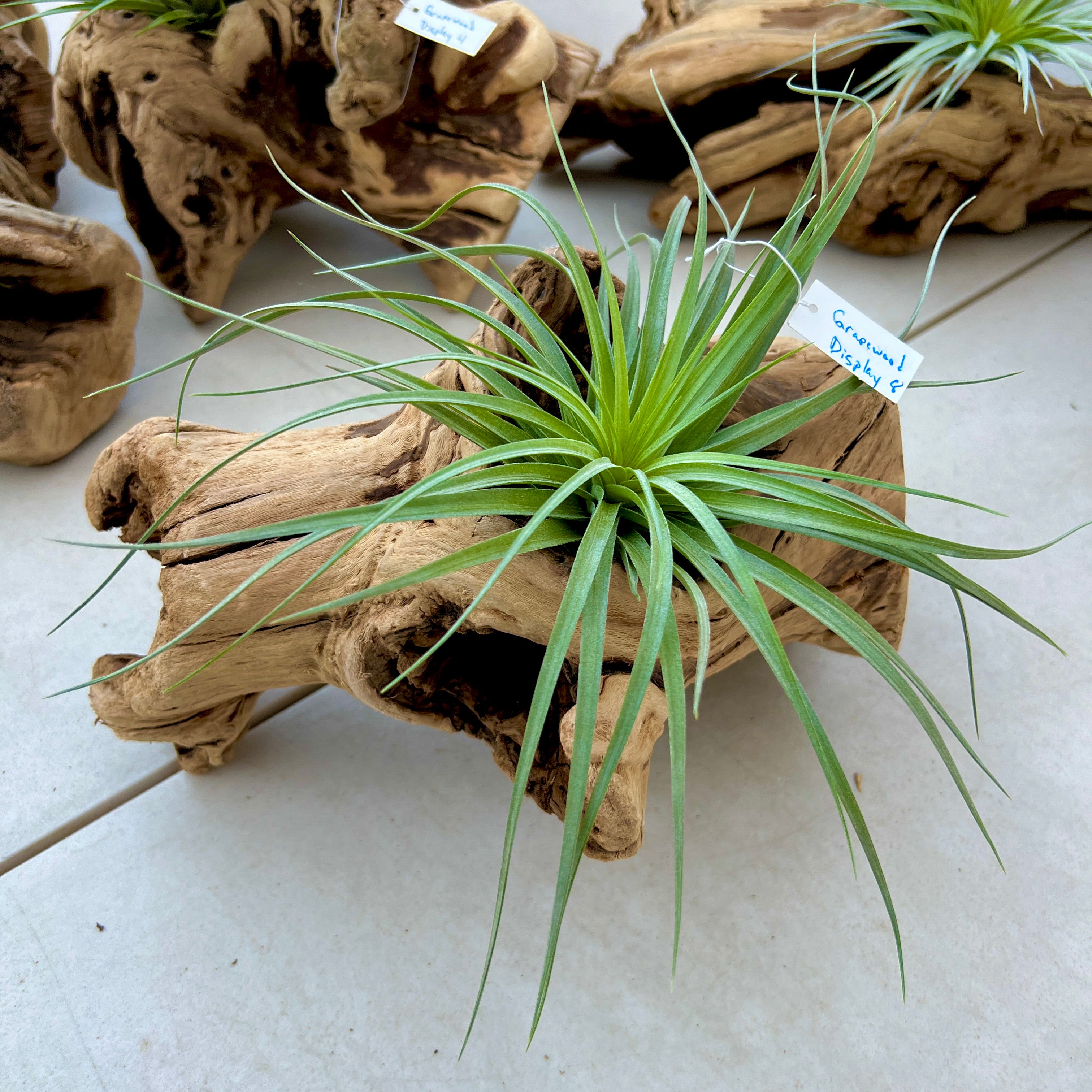 Grapewood Log Air Plant Display <br> (10 Options To Choose From!)