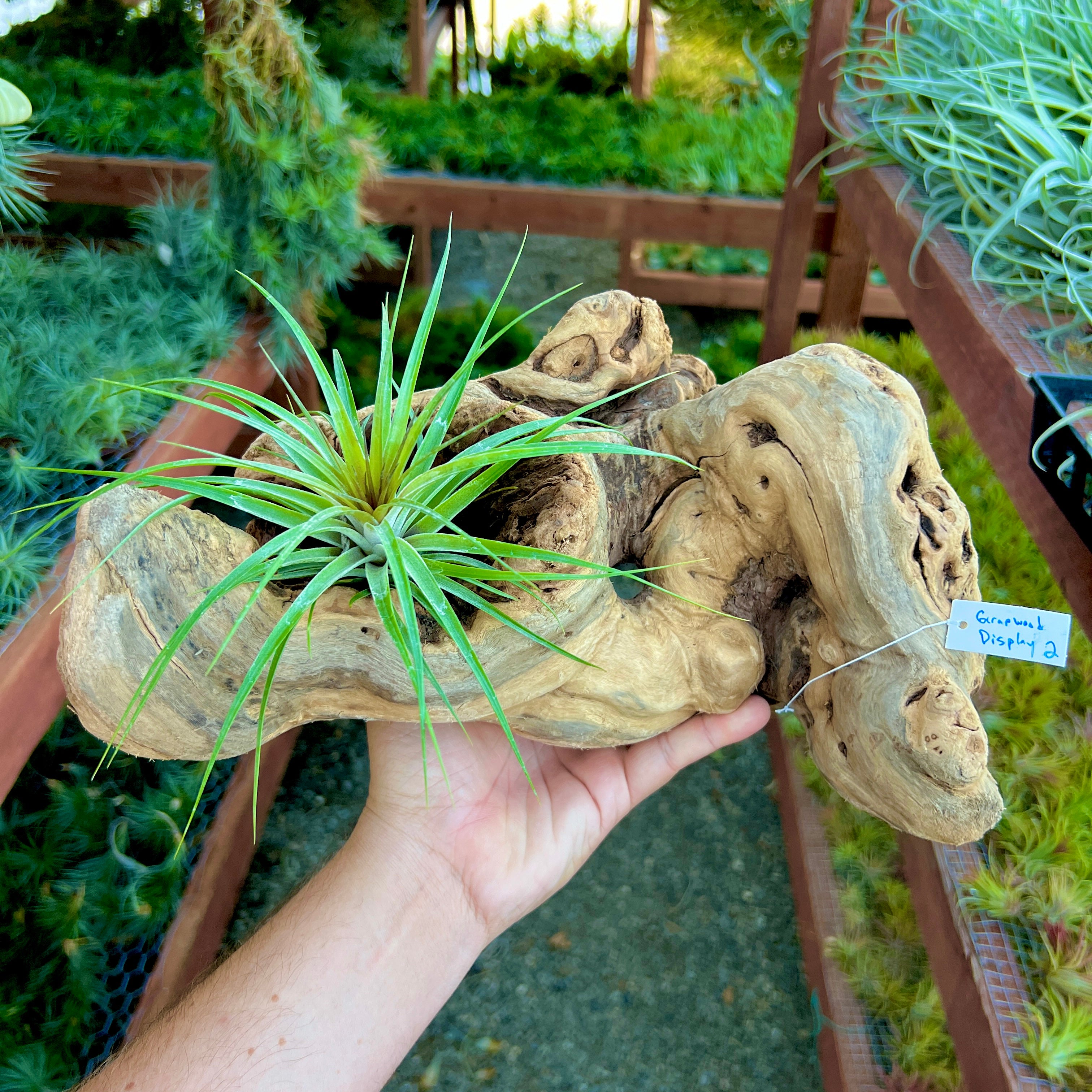 Grapewood Log Air Plant Display <br> (10 Options To Choose From!)