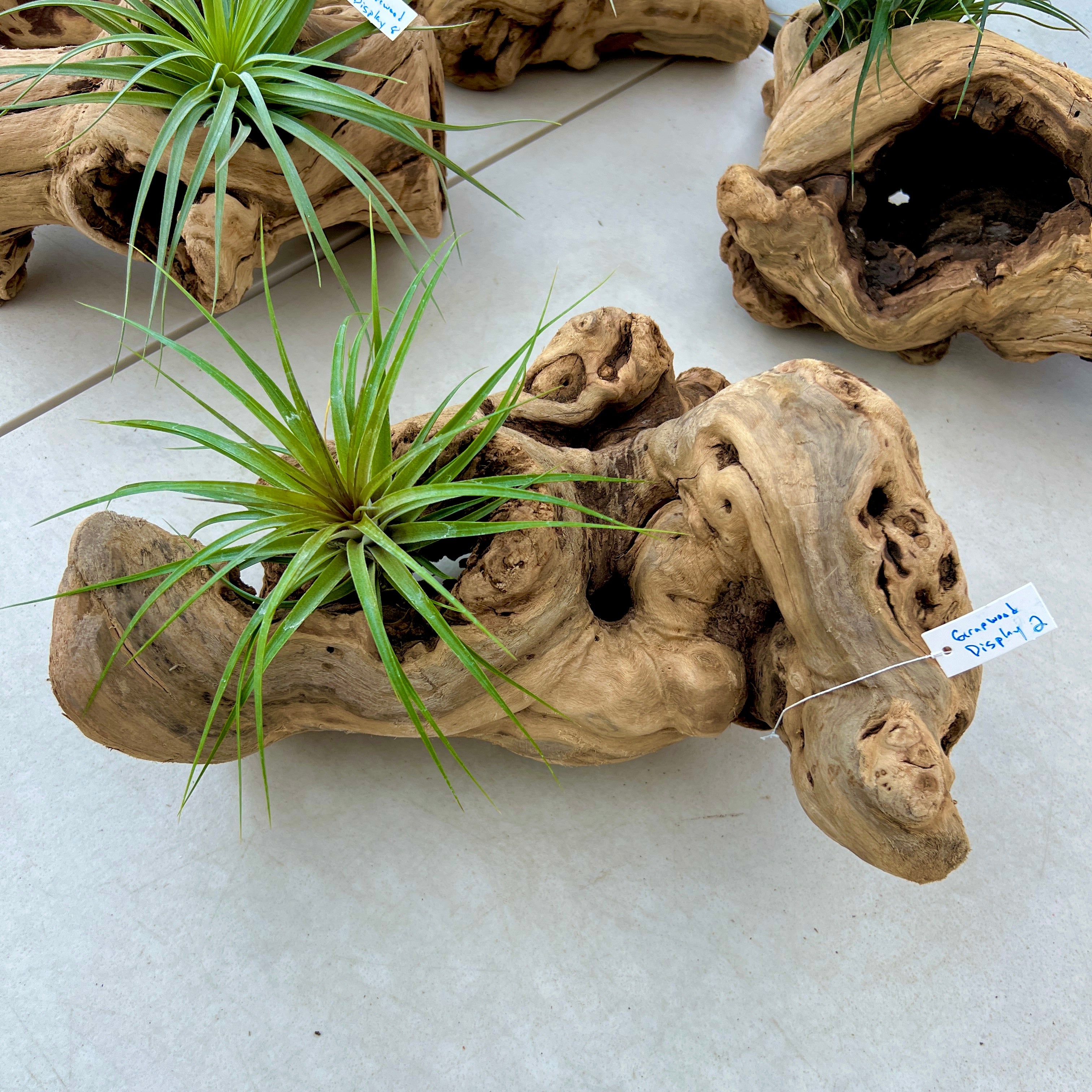 Grapewood Log Air Plant Display <br> (10 Options To Choose From!)