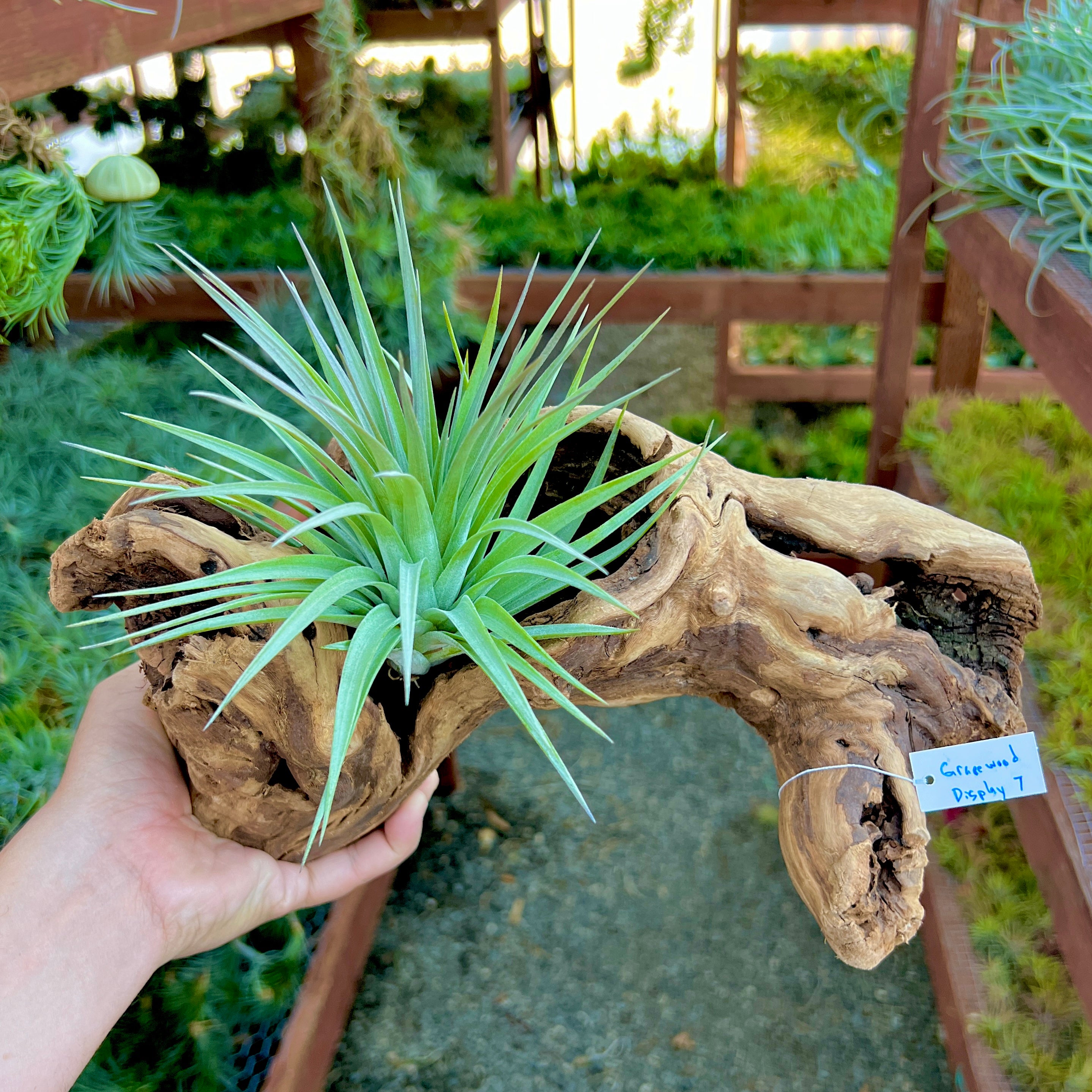 Grapewood Log Air Plant Display <br> (10 Options To Choose From!)