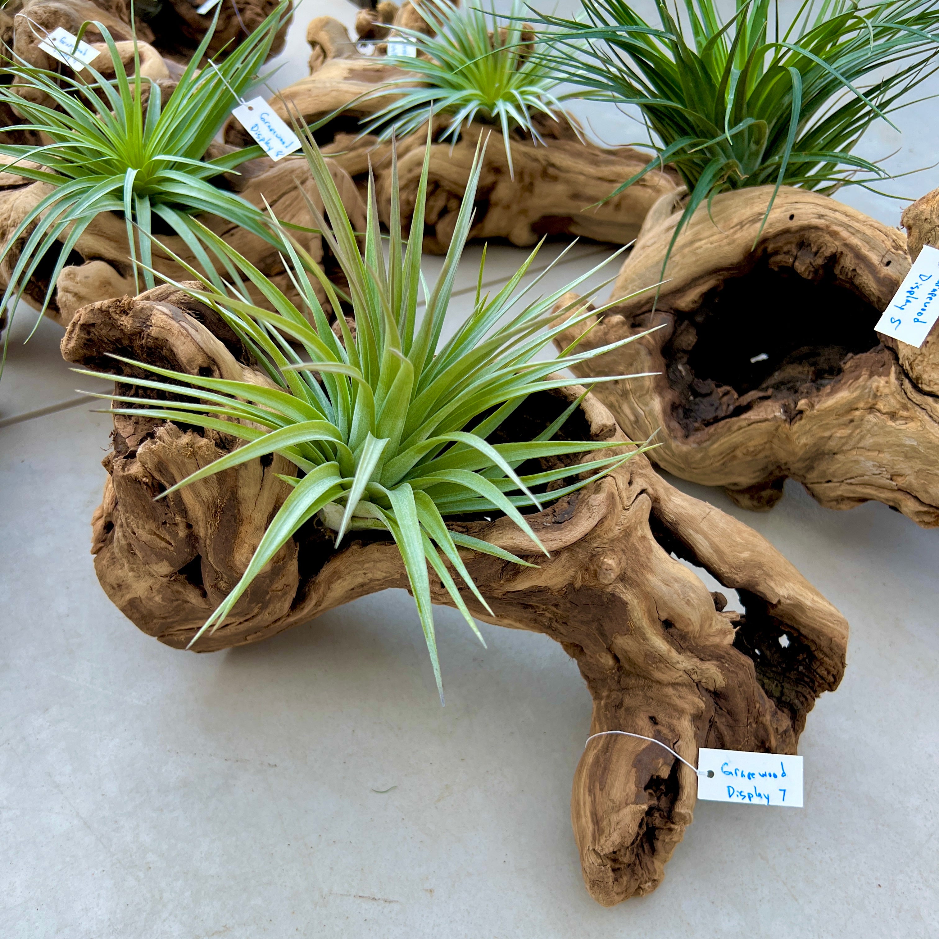 Grapewood Log Air Plant Display <br> (10 Options To Choose From!)