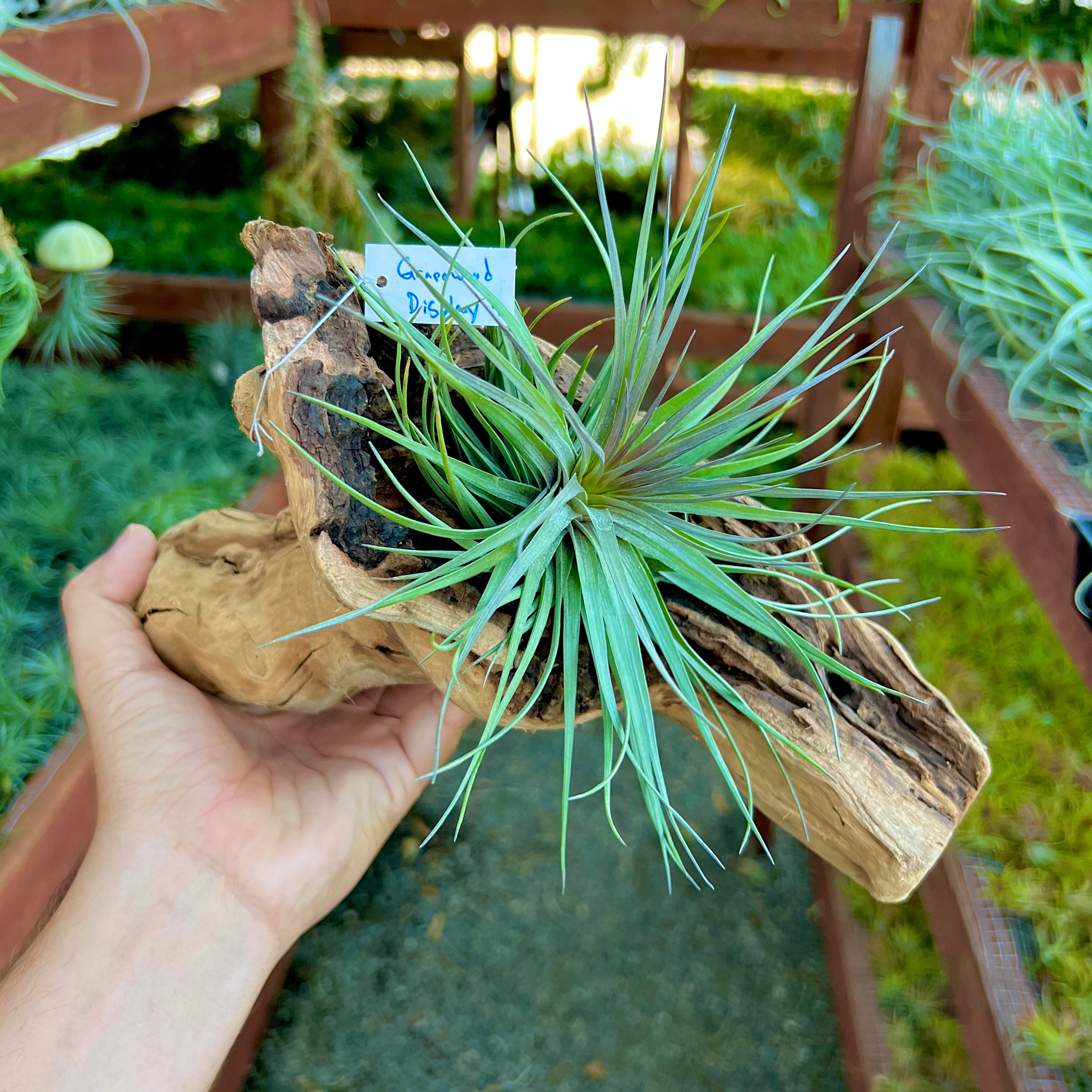 Grapewood Log Air Plant Display <br> (10 Options To Choose From!)