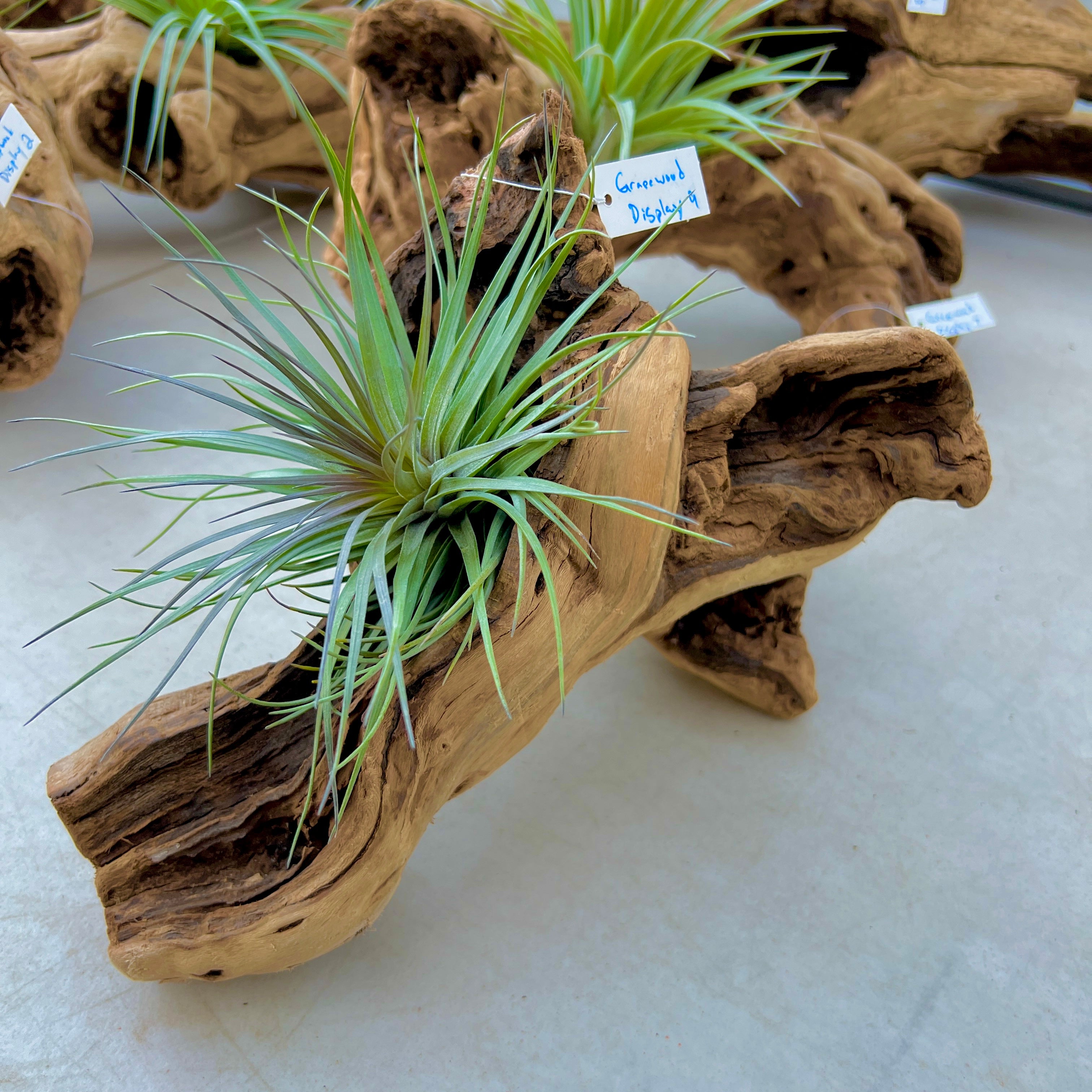 Grapewood Log Air Plant Display <br> (10 Options To Choose From!)