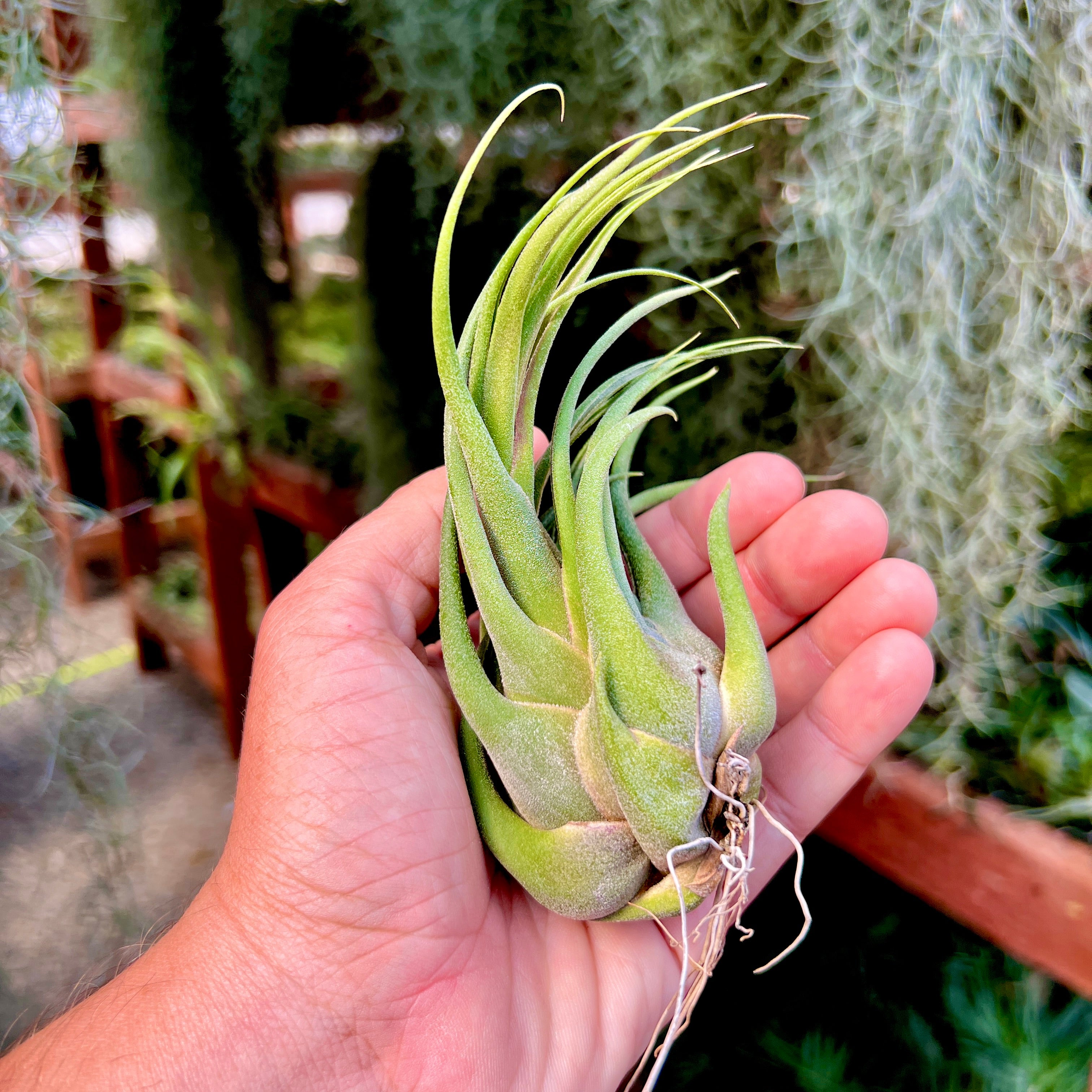 Seleriana Mini Purple – Air Plant Hub