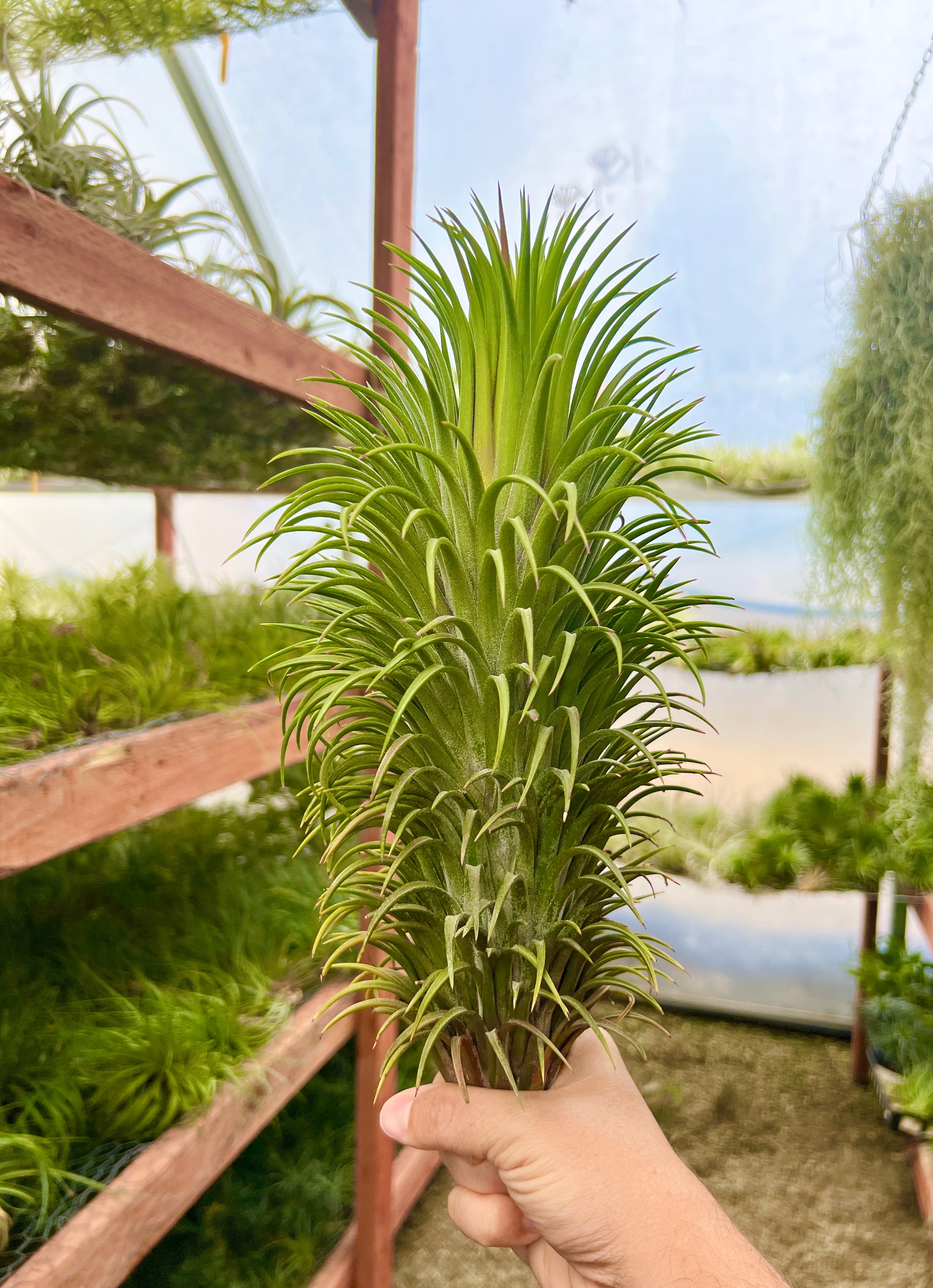 giant air plants Ionantha Curly Giant XXL