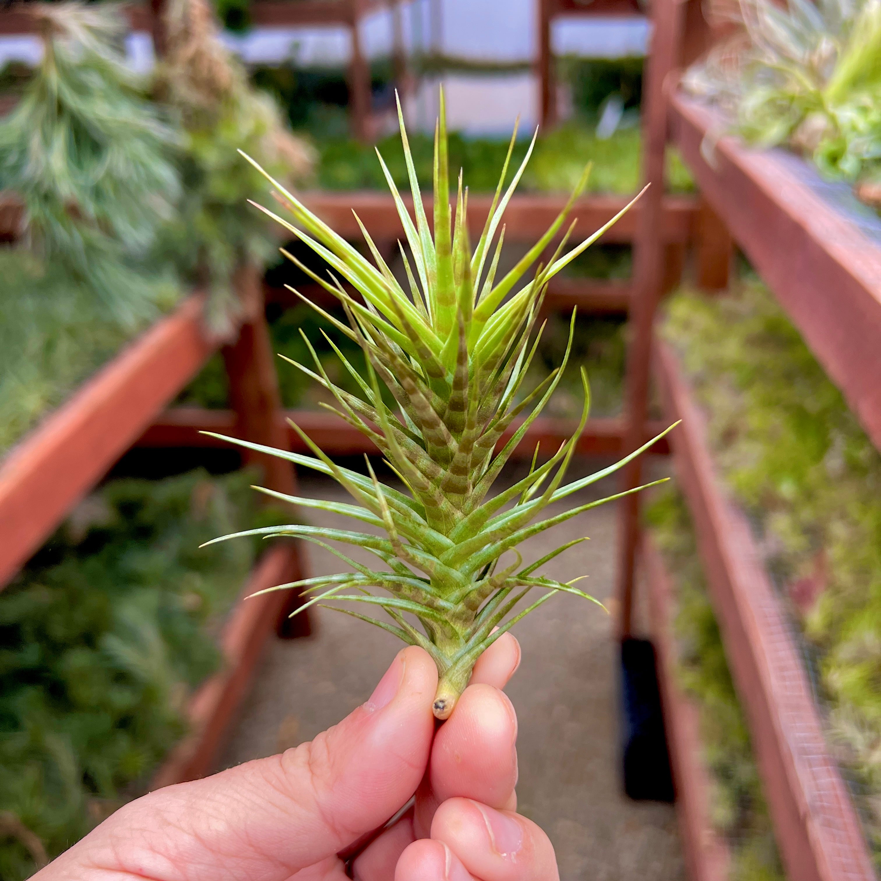 Aeranthos 'Zebrina' *NEW WORLDWIDE RELEASE!* – Air Plant Hub