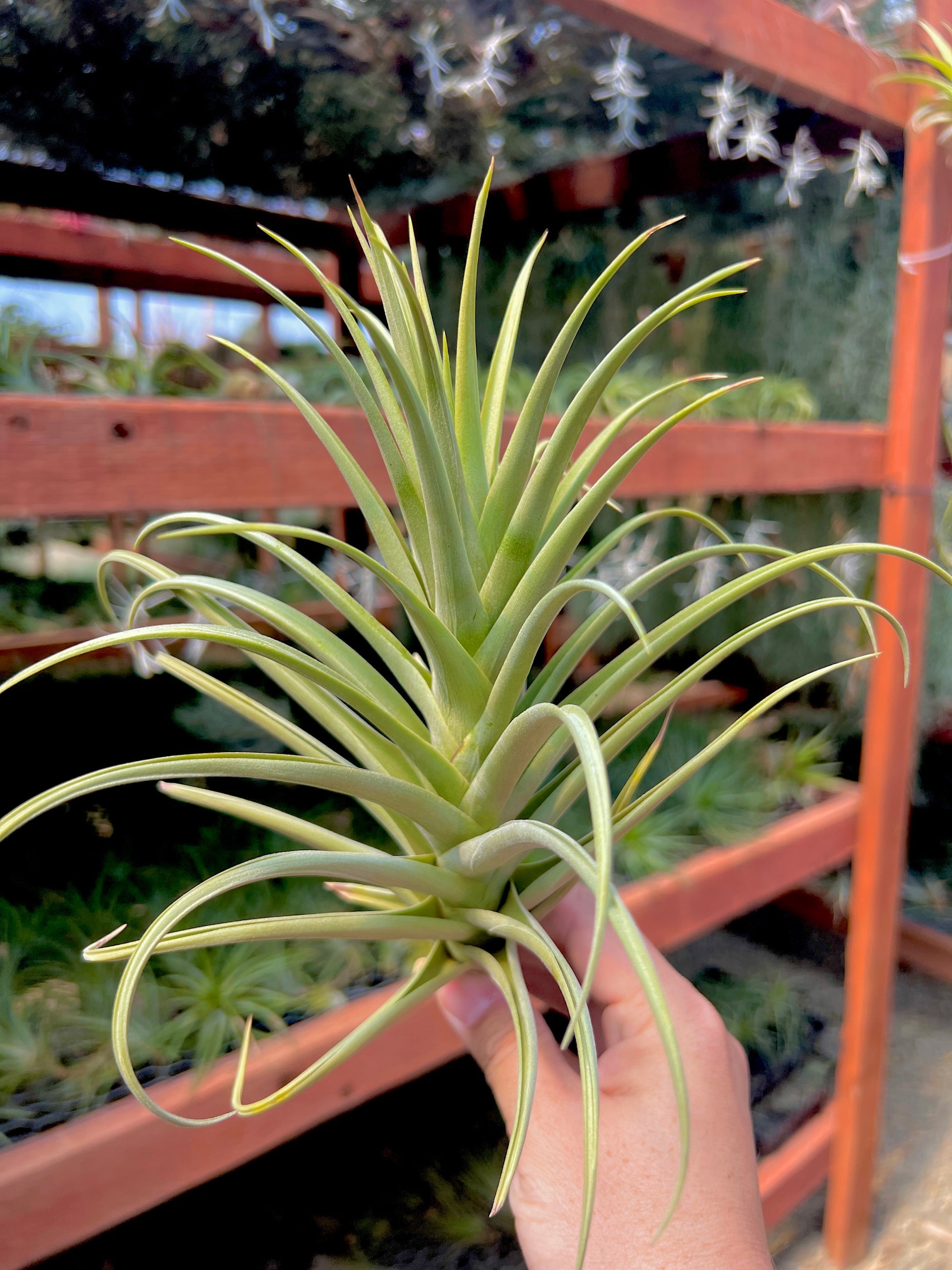 Duratii x Ixioides – Air Plant Hub