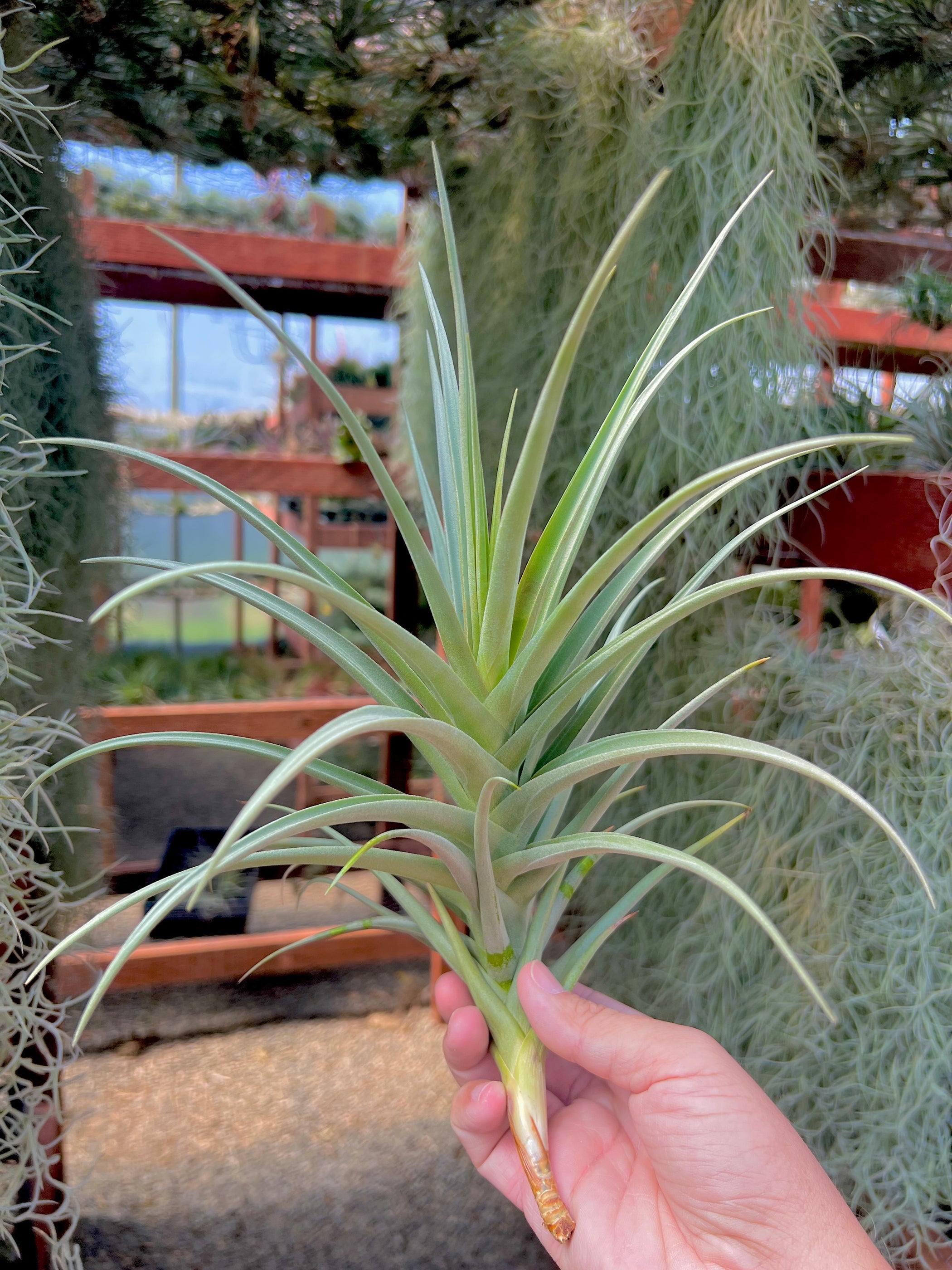 パイラナイト Duratii x Ixioides – Air Plant Hub