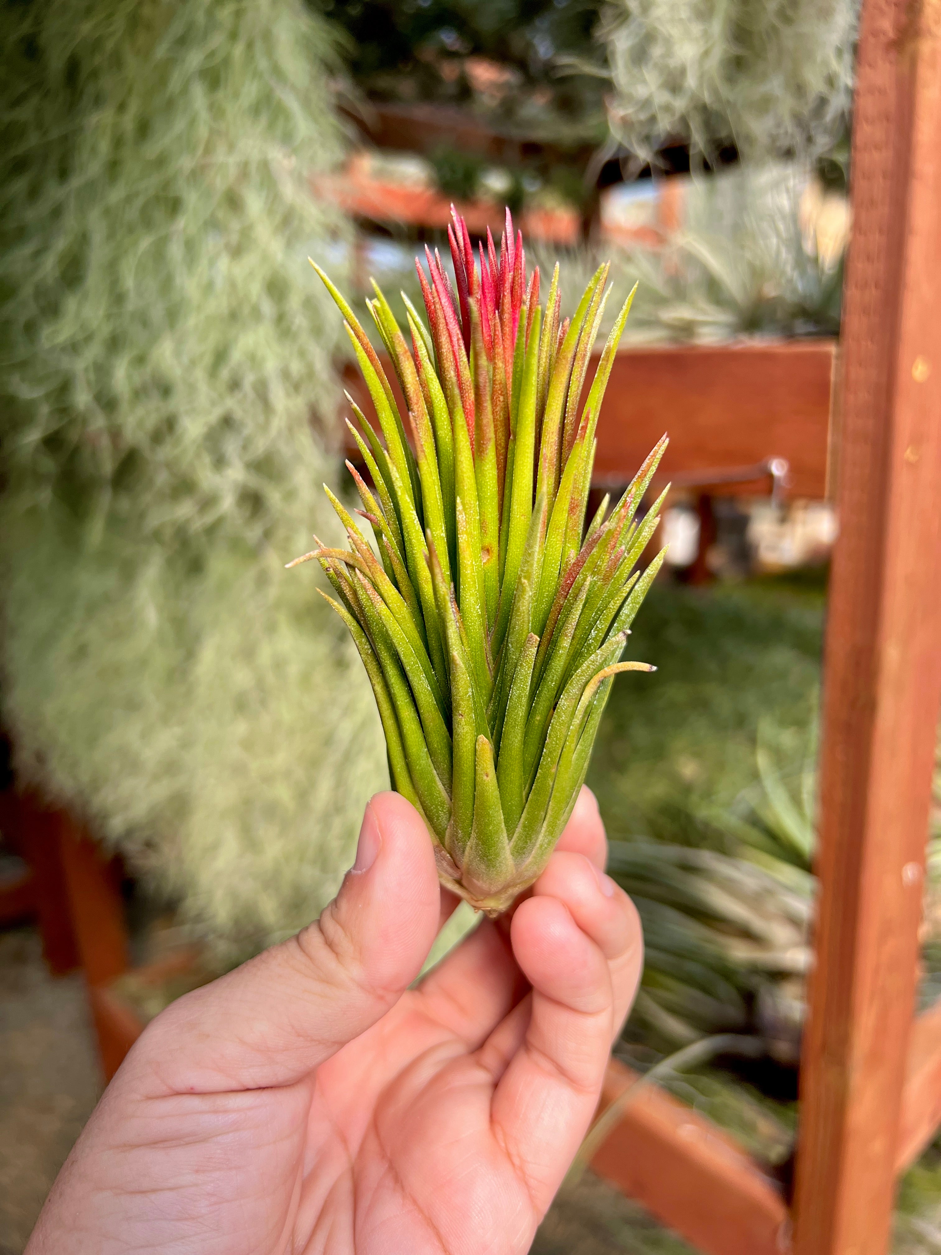 Ionantha Fuego Totem Pole – Air Plant Hub