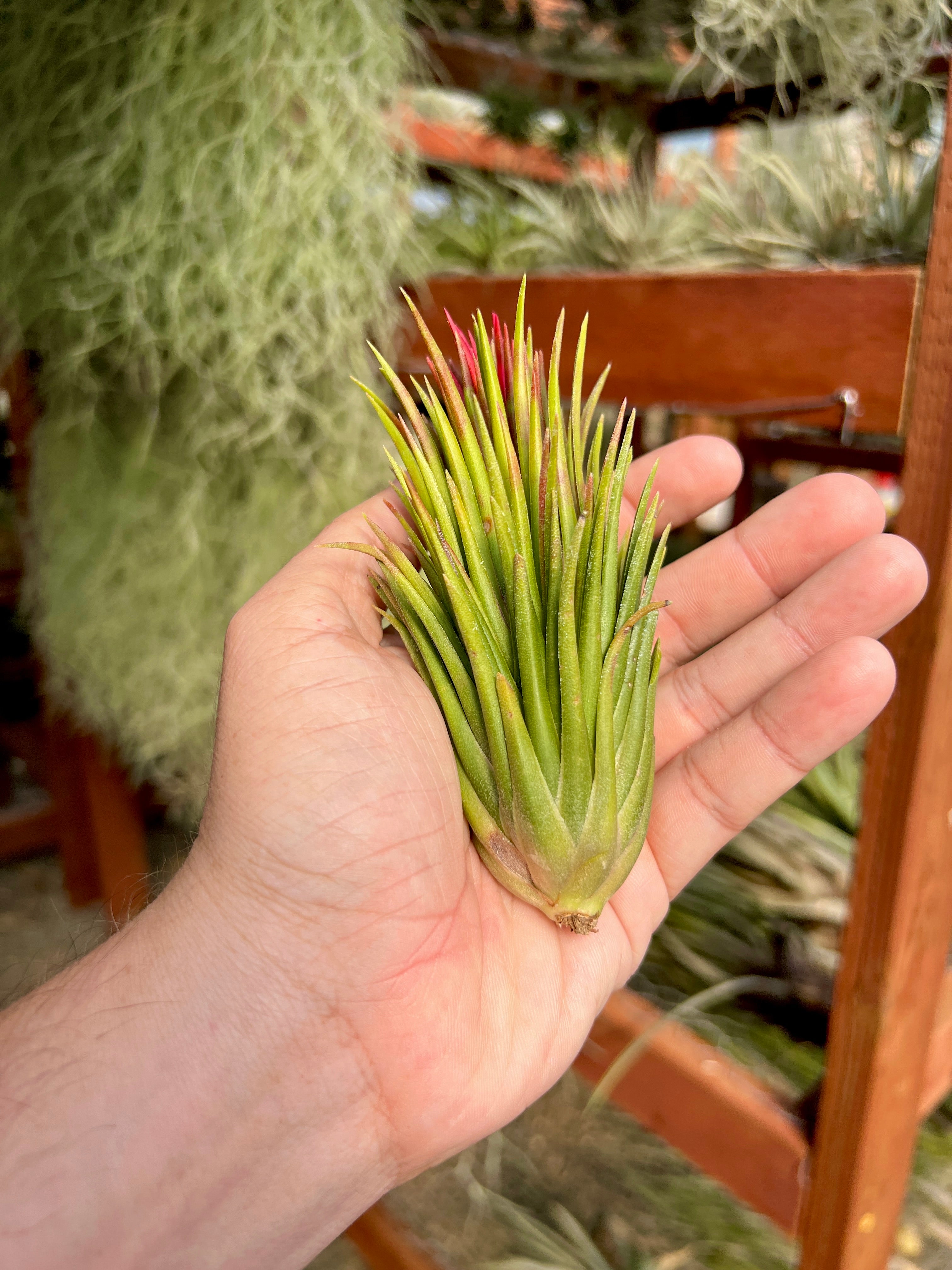 Tillandsia Ionantha Fuego Totem Pole 速達 Ionantha Fuego Totem Pole – Air Plant Hub