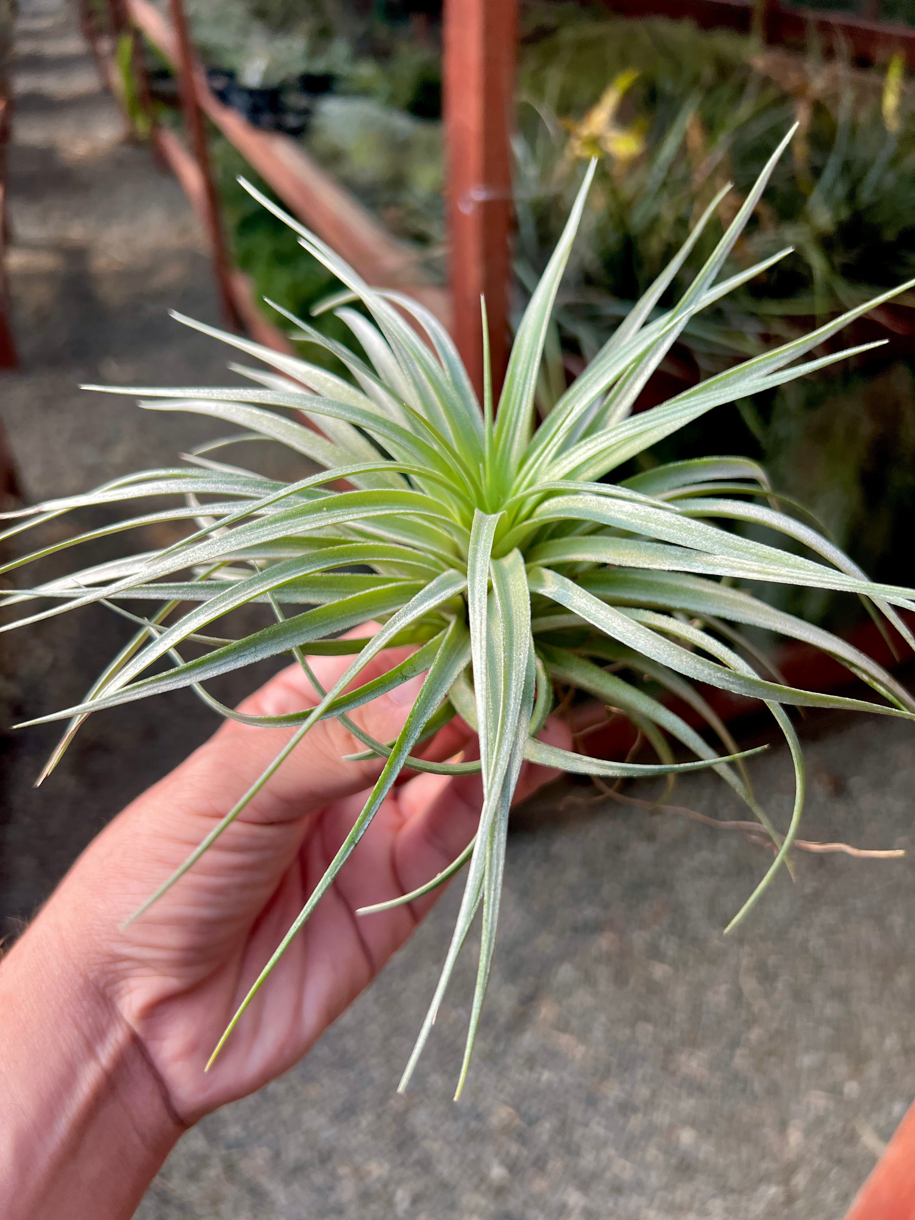 ストリクタ ソフト パープル – Air Plant Hub