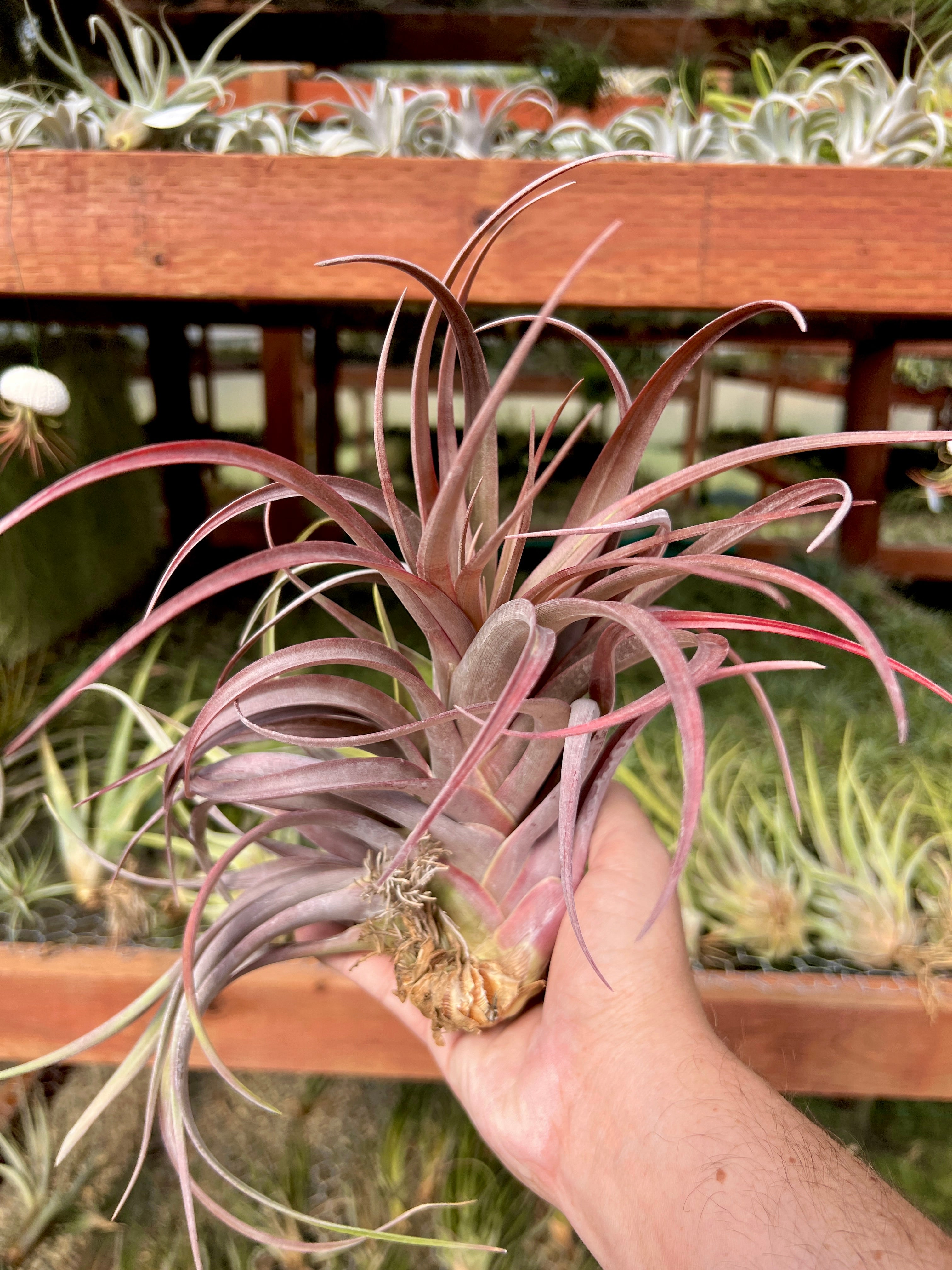 新発売 カピタータ Hub Plant Air – ルブラ ブロメリア・エアープランツ