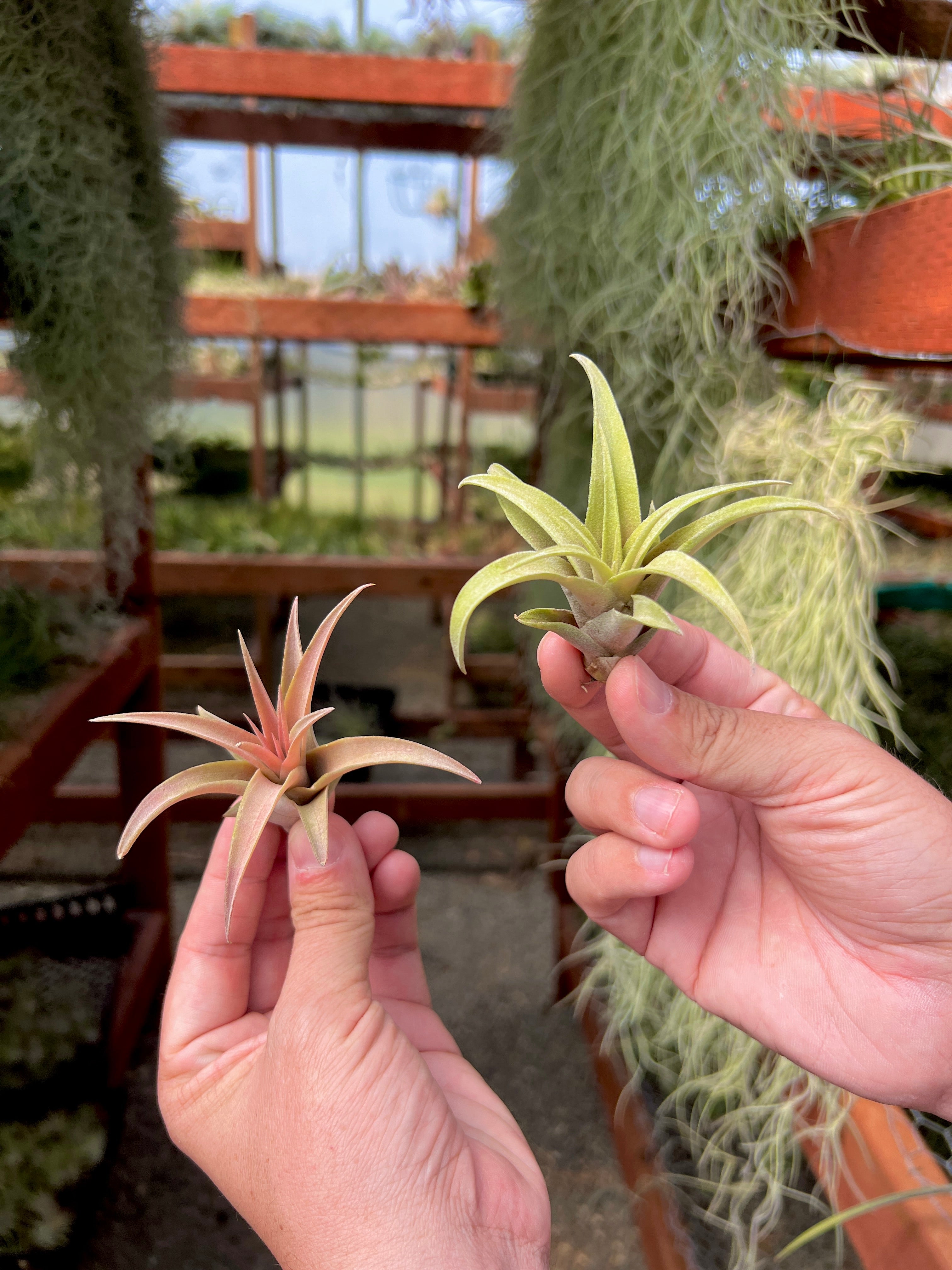 capitata peach air plant care Capitata Peach (Easy Care) Small