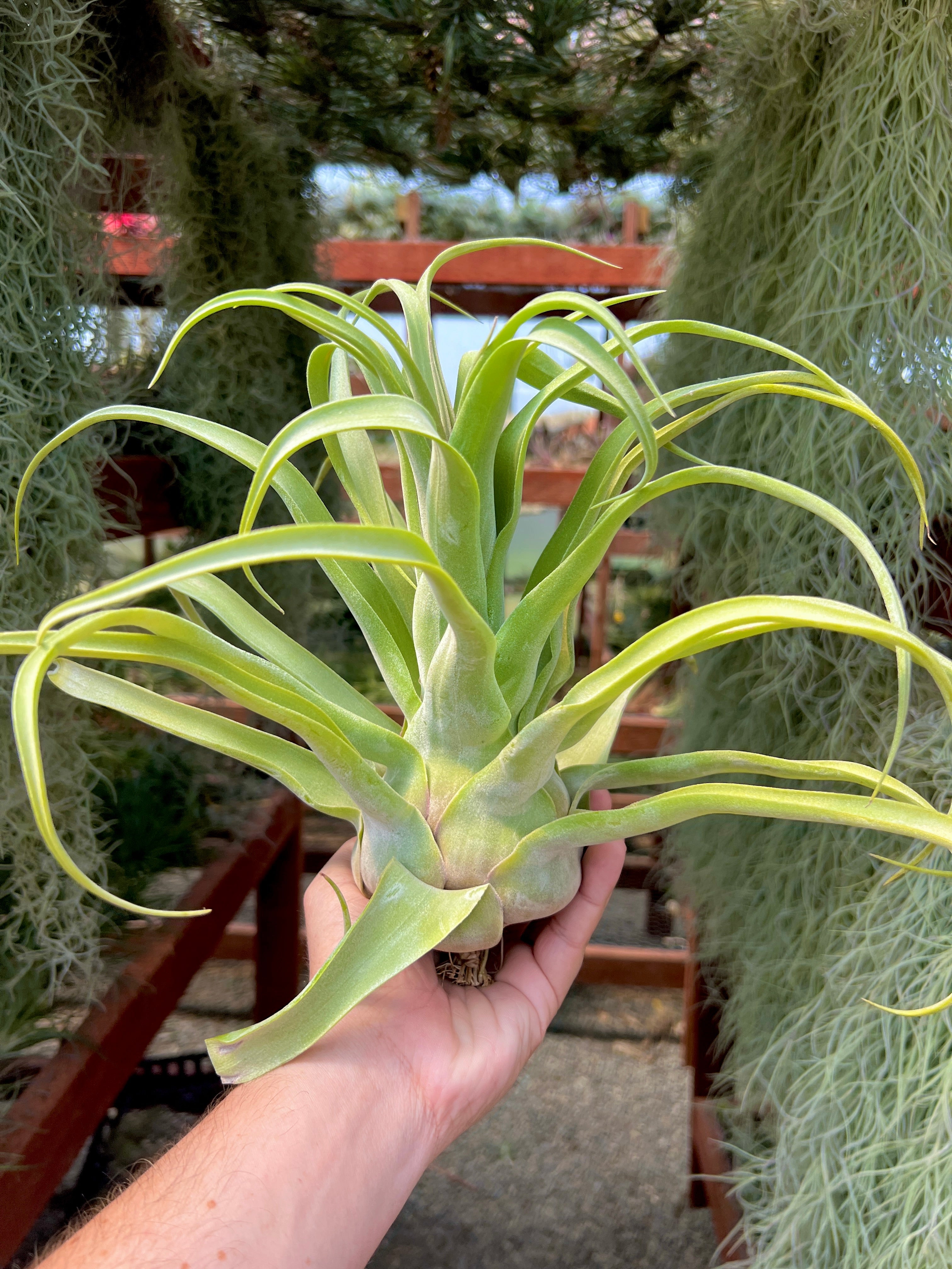 shirley temple air plant Streptophylla
