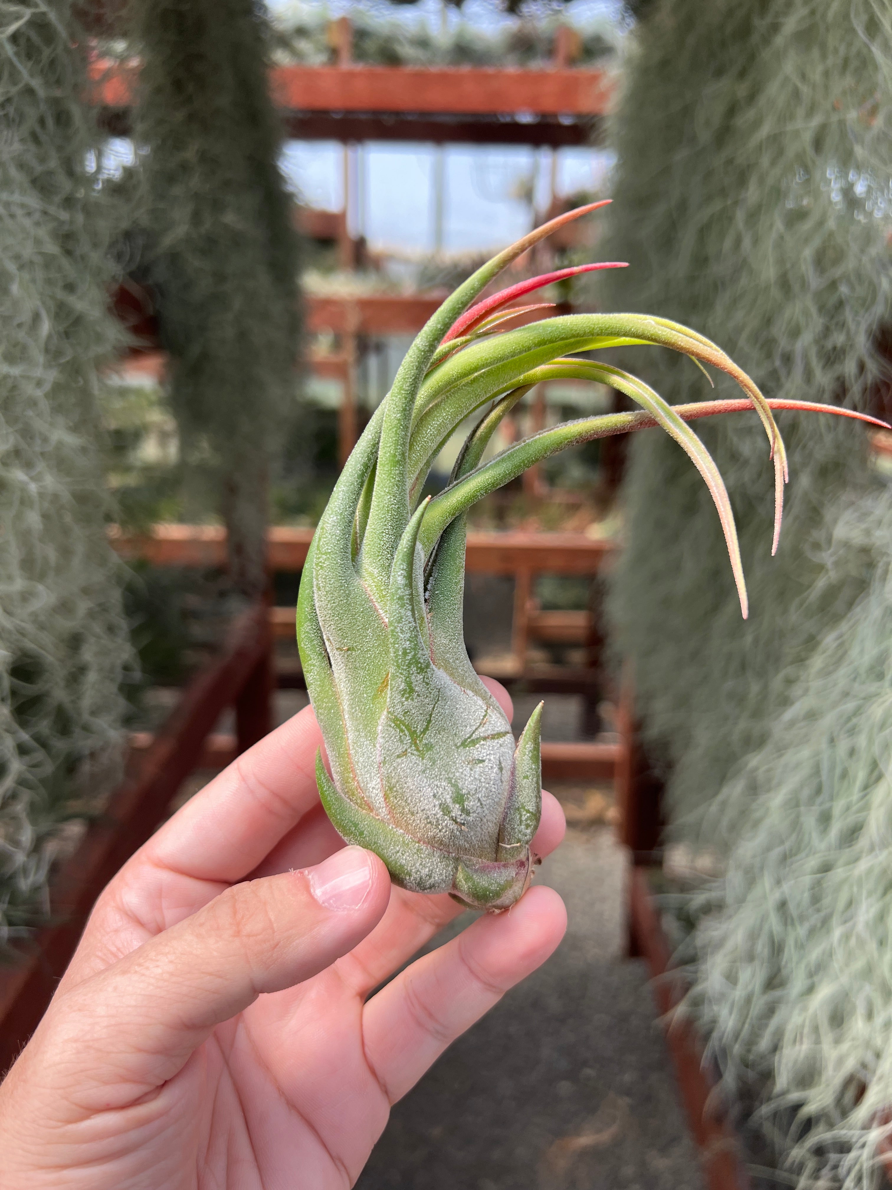 Seleriana Small