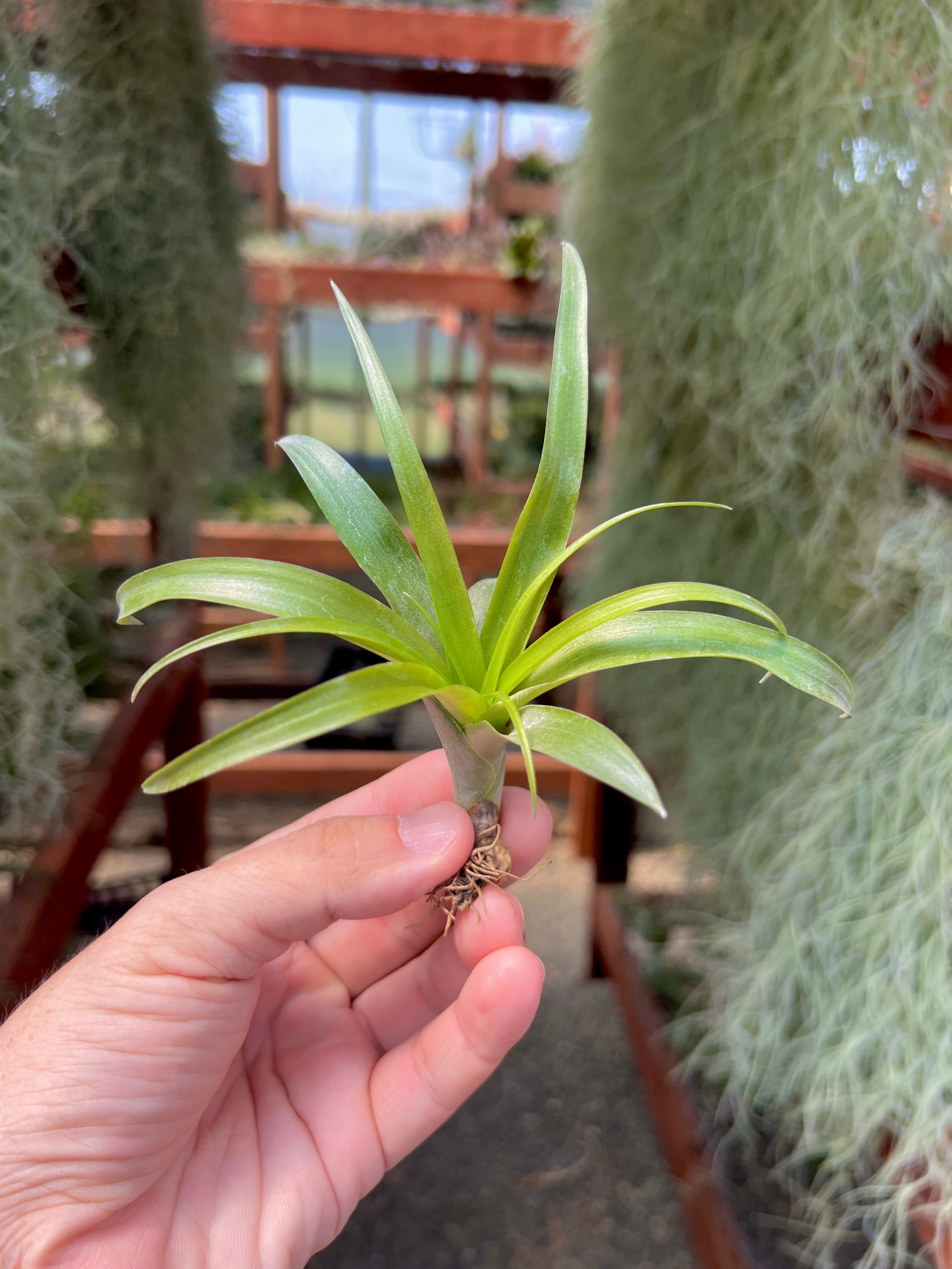 Flabellata Green