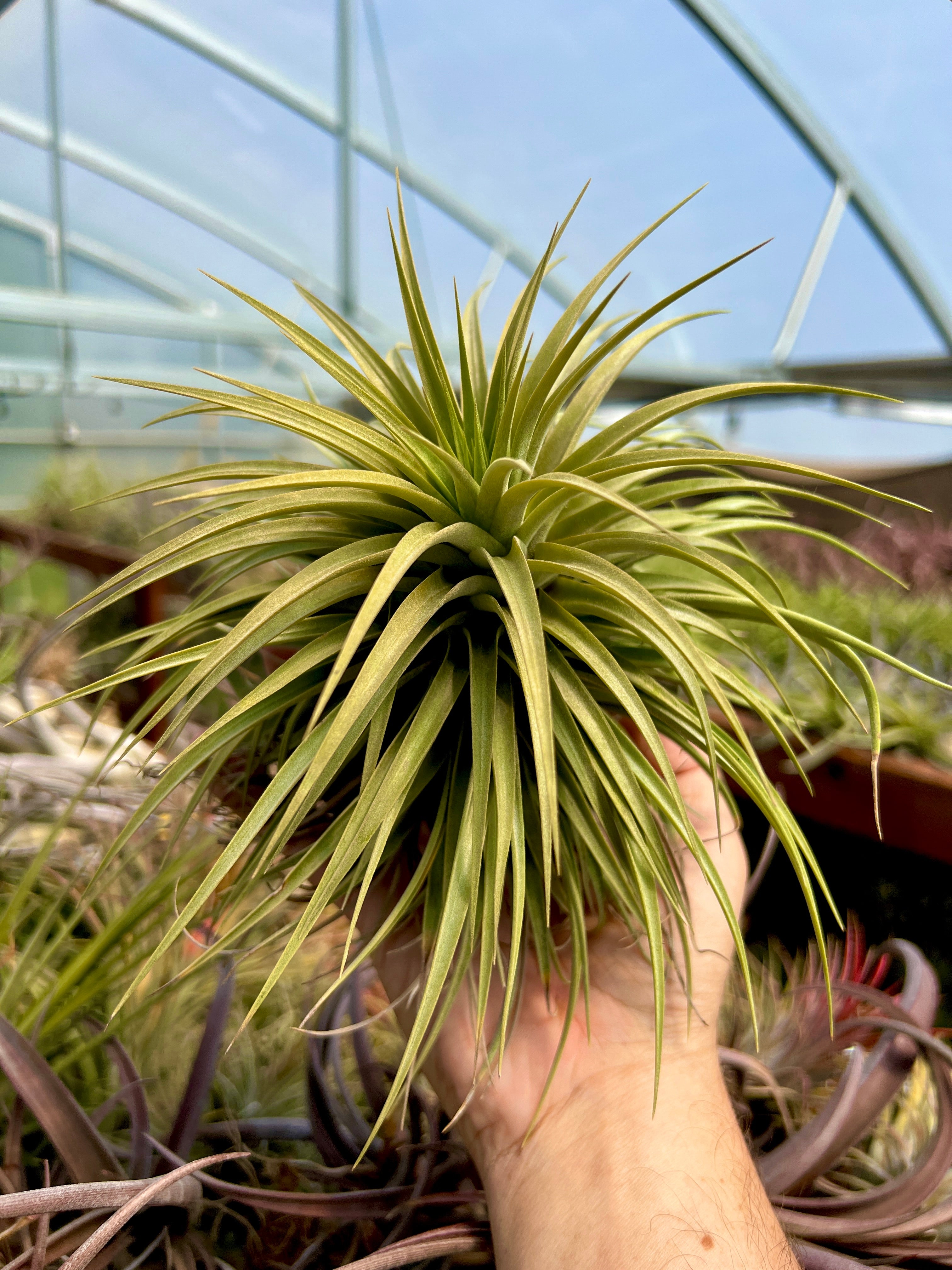 商品 – Page 5 – Air Plant Hub