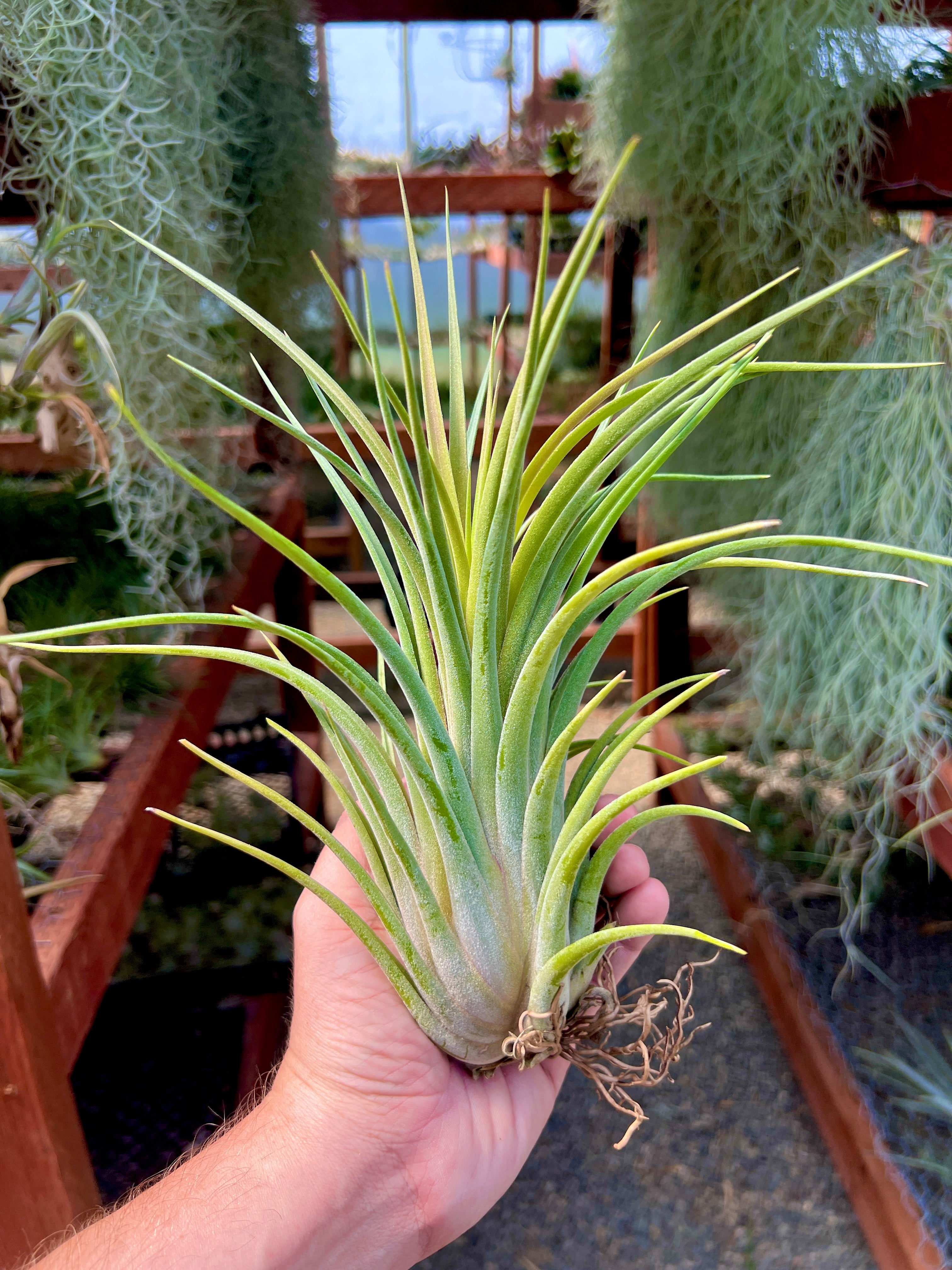 Seleriana X Velutina *Chunky!*