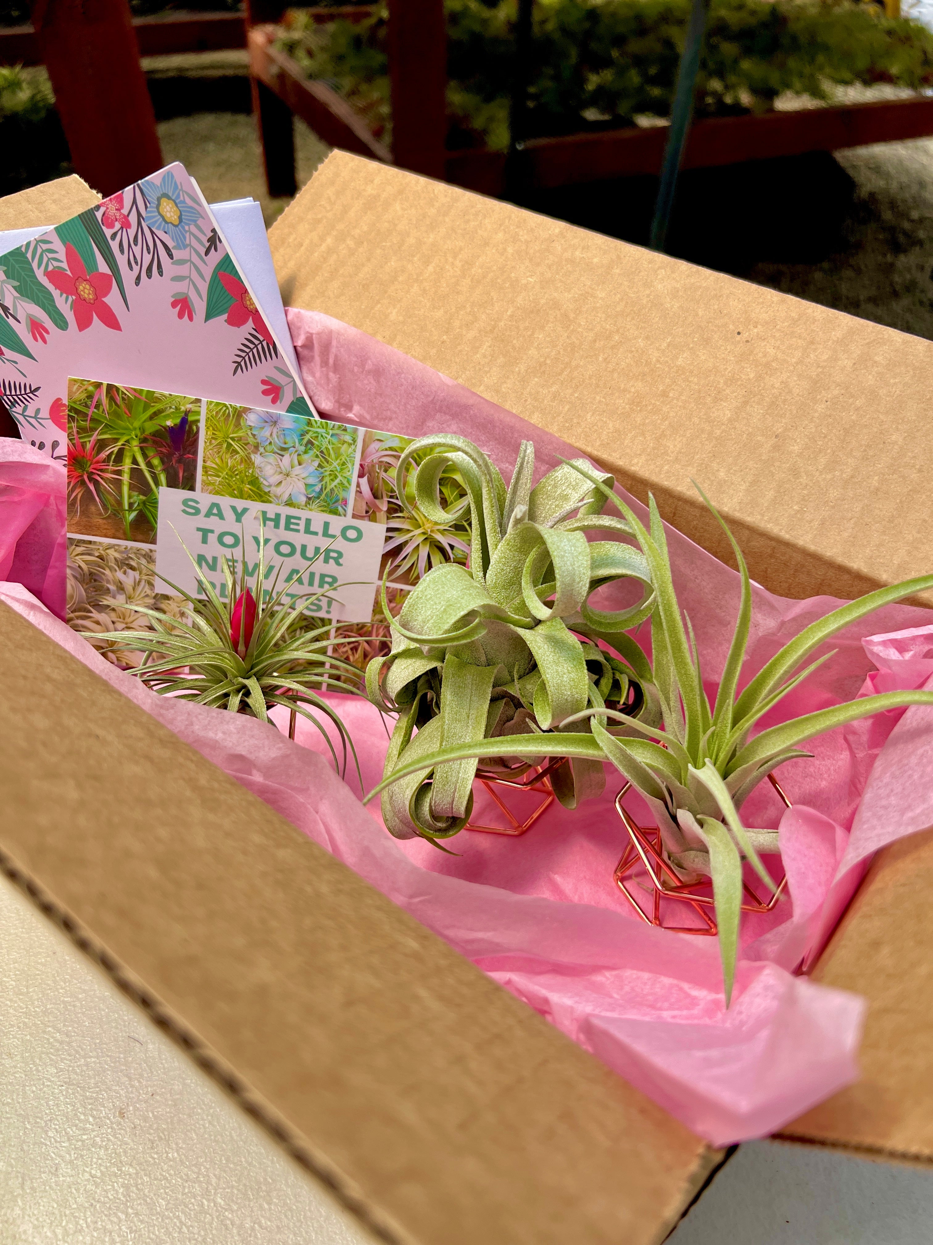 Mother's Day Box <br> (Includes FREE Customizable Mother's Day Card!)