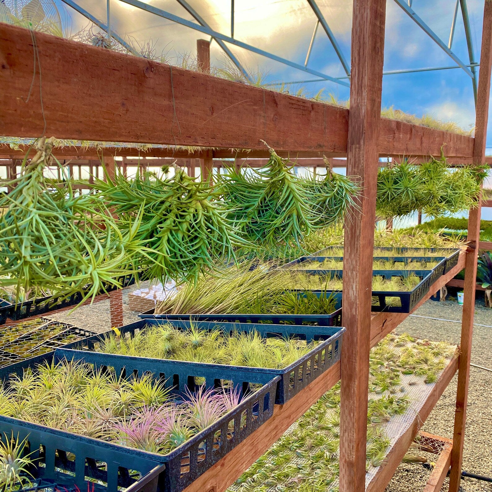 Assorted Large Hanging Air Plant Clump