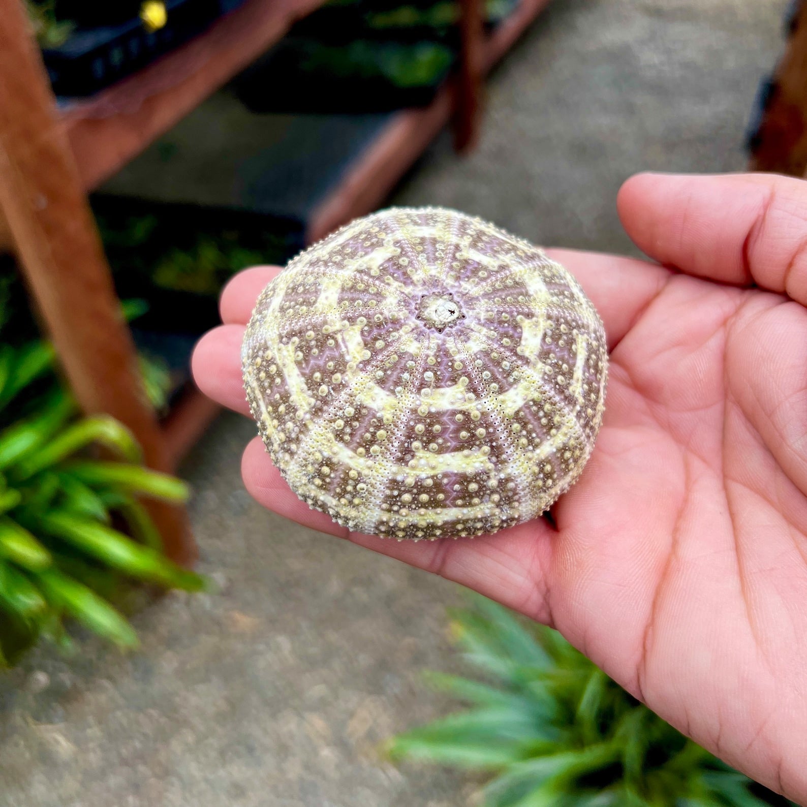 Gator Sea Urchin Shell (Large)