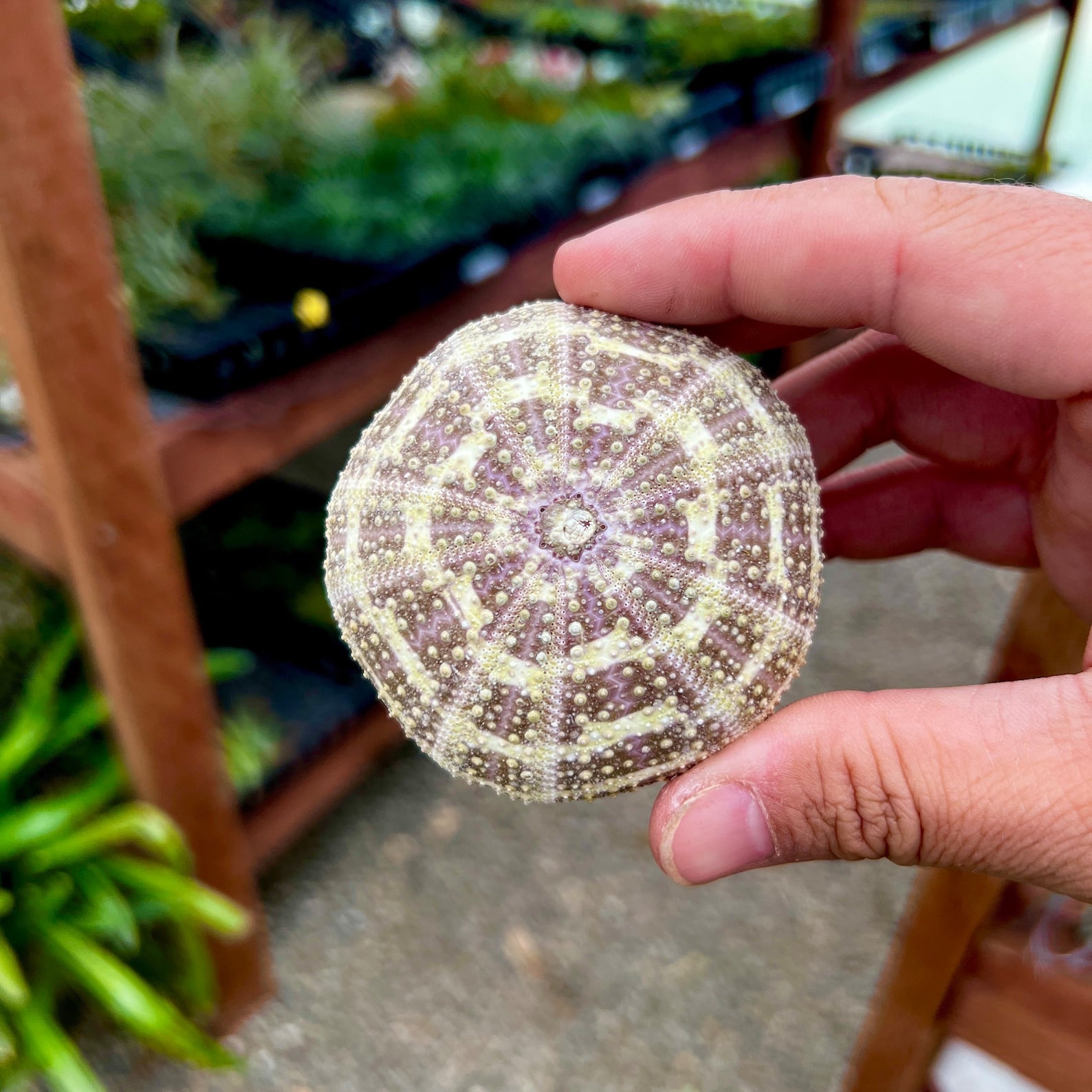 Gator Sea Urchin Shell (Large)