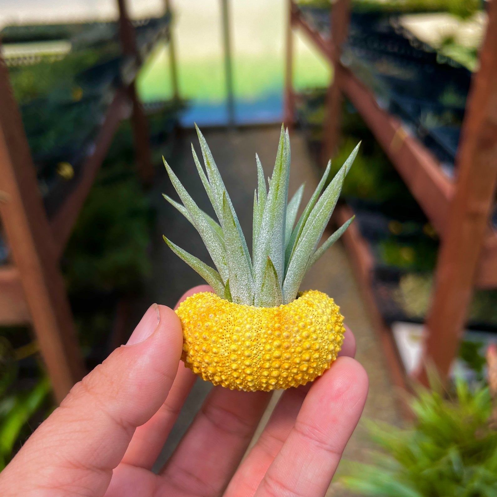 Wholesale Pineapple Urchin + Air Plant Display <br> (Minimum Order 5)