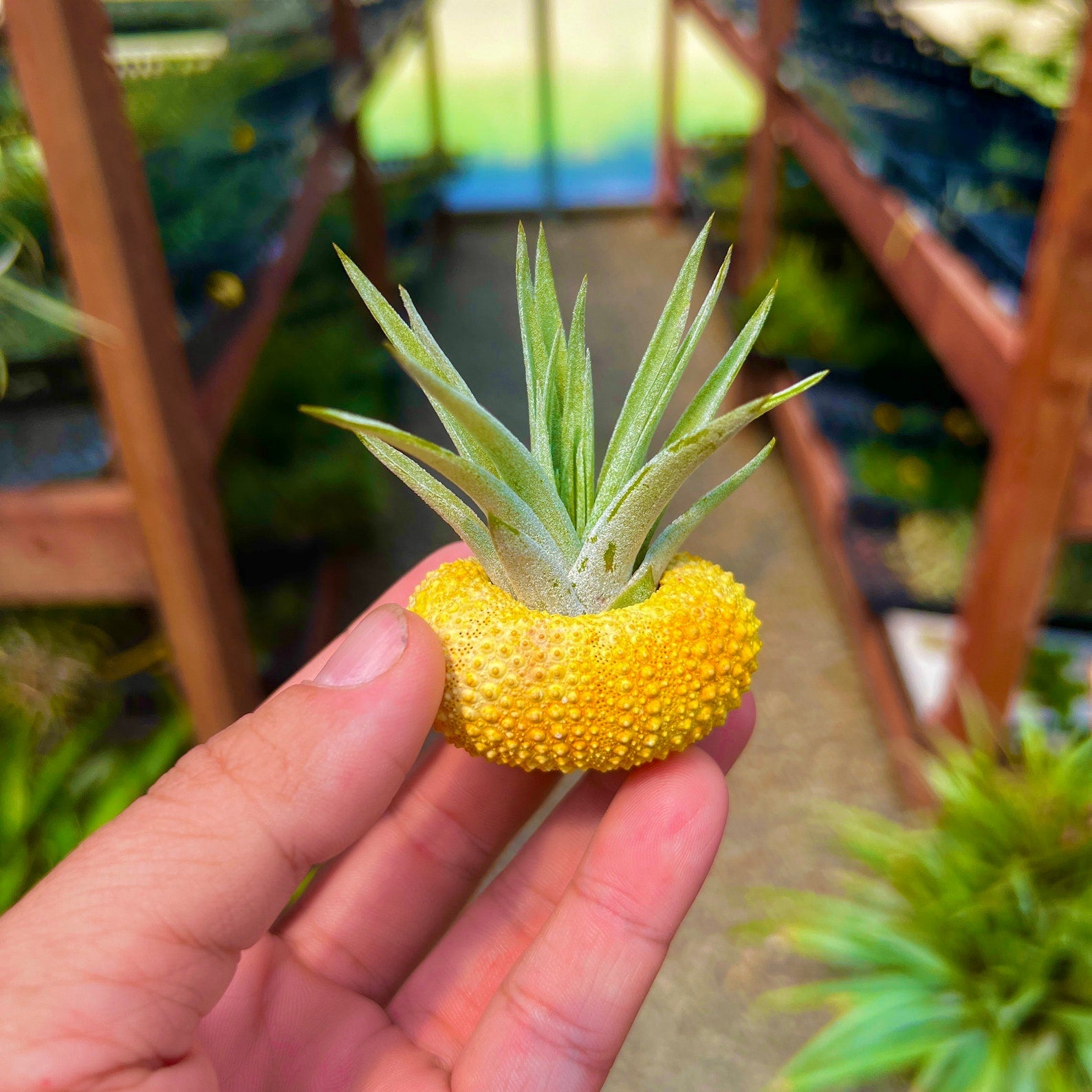 Wholesale Pineapple Urchin + Air Plant Display <br> (Minimum Order 5)