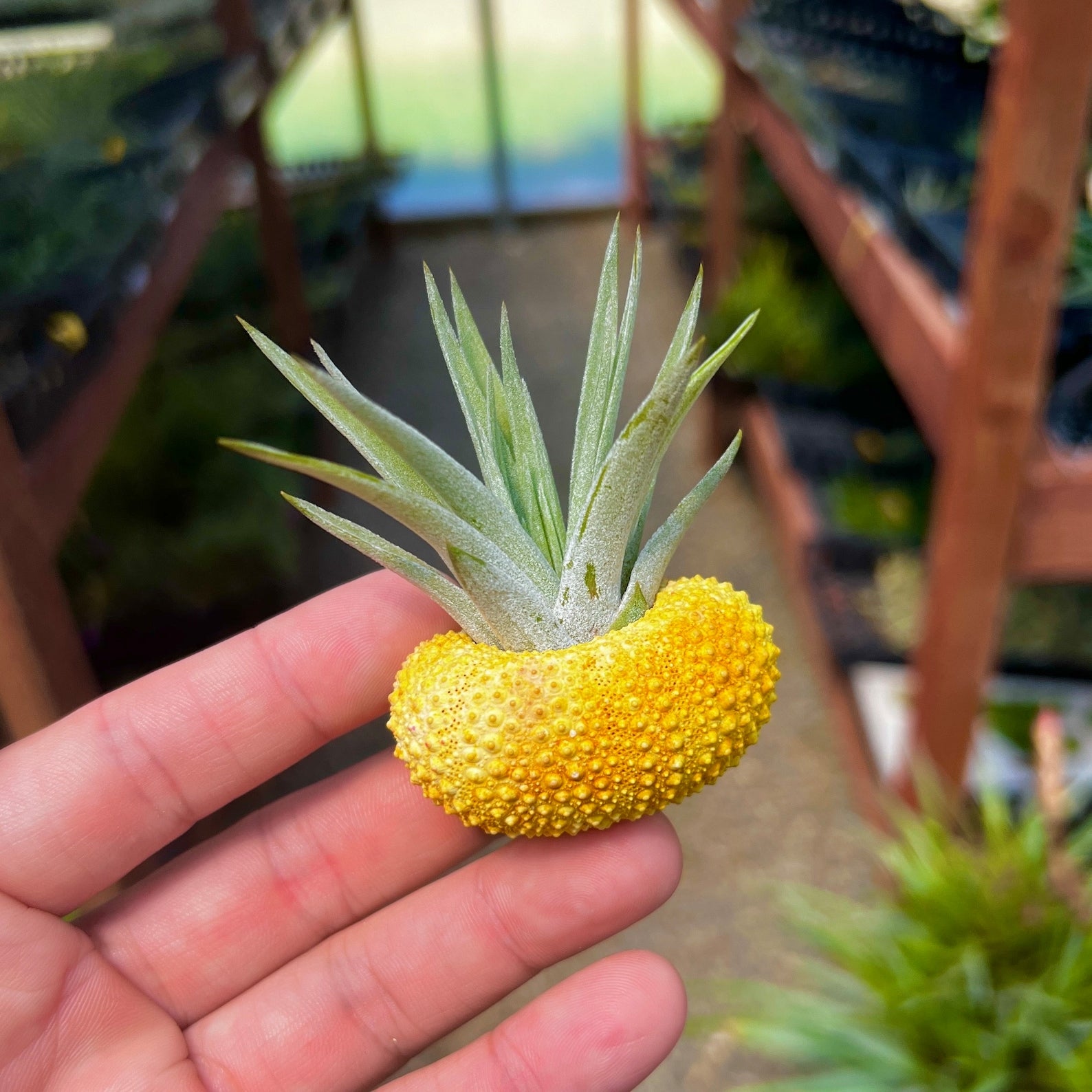 Wholesale Pineapple Urchin + Air Plant Display <br> (Minimum Order 5)