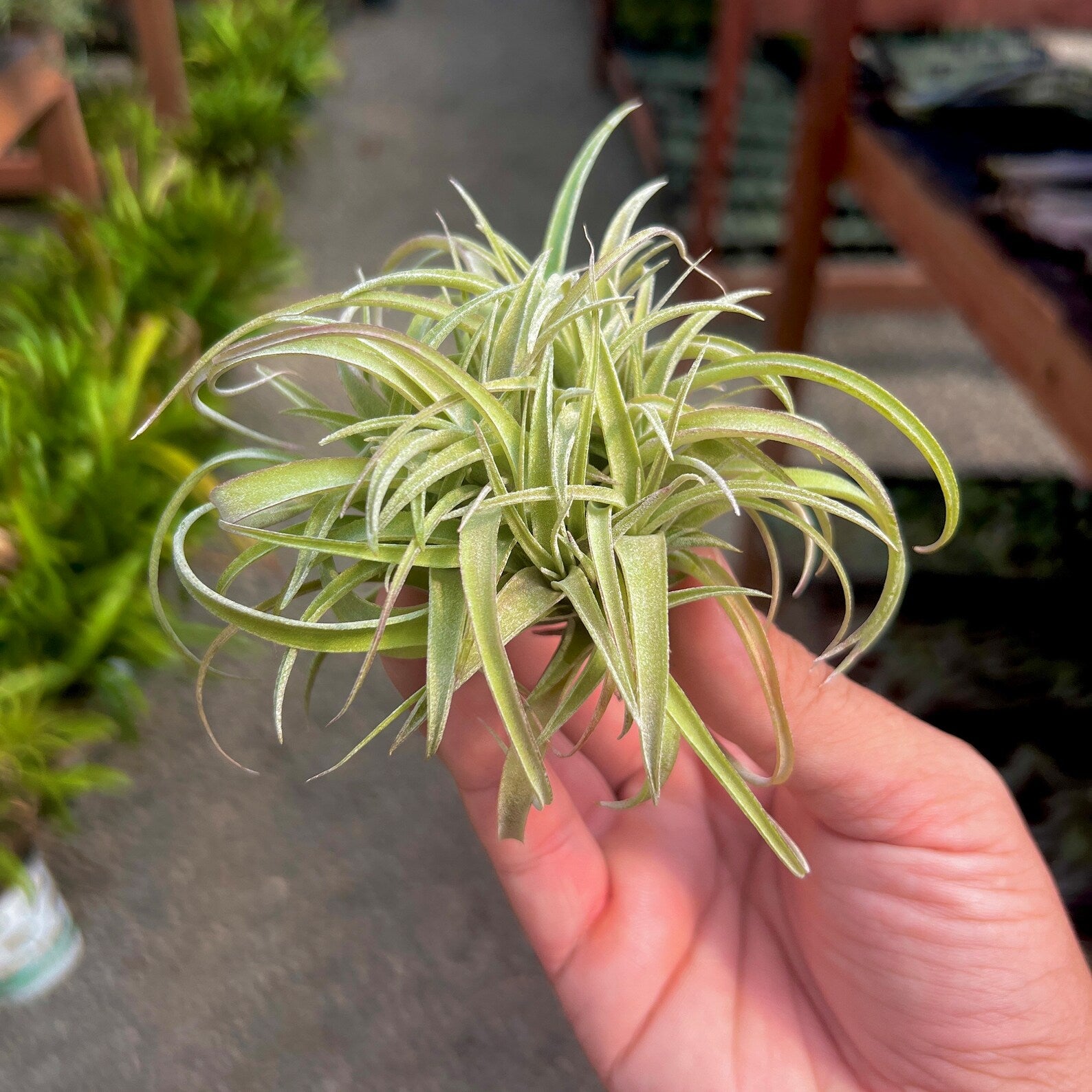 Tillandsia betty (Brachycaulos x xerographica) clump air plant with pups in hand