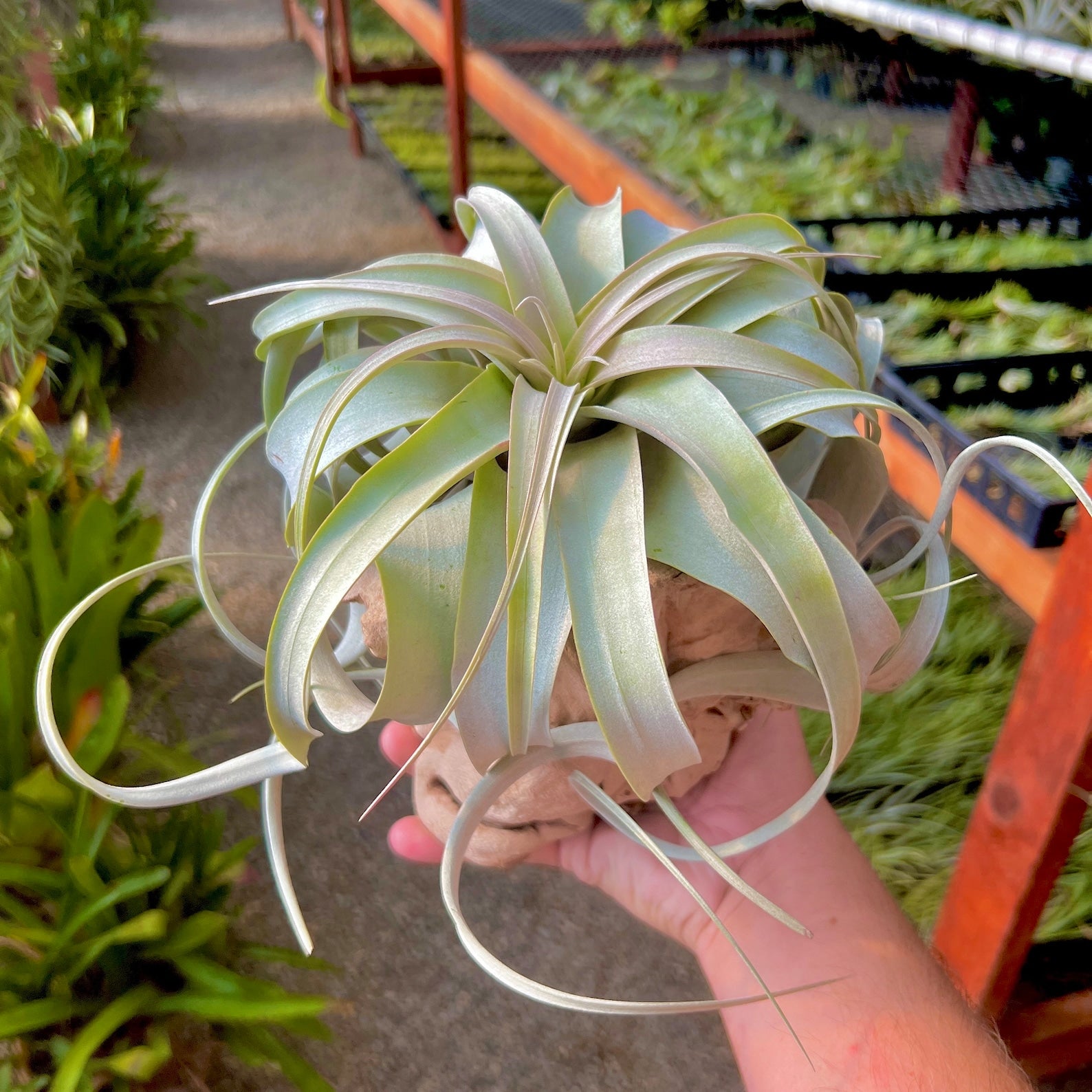 air plants california Sandblasted California Grapewood Trunk Large Grapewood Trunk + Premium Air Plant