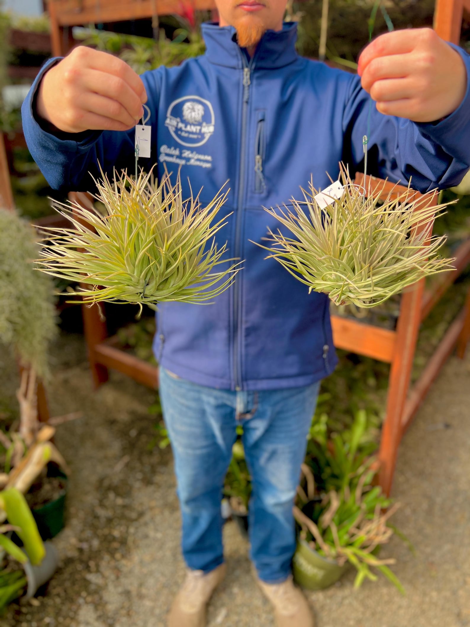 air plant clumps for sale Assorted Large Hanging Air Plant Clump