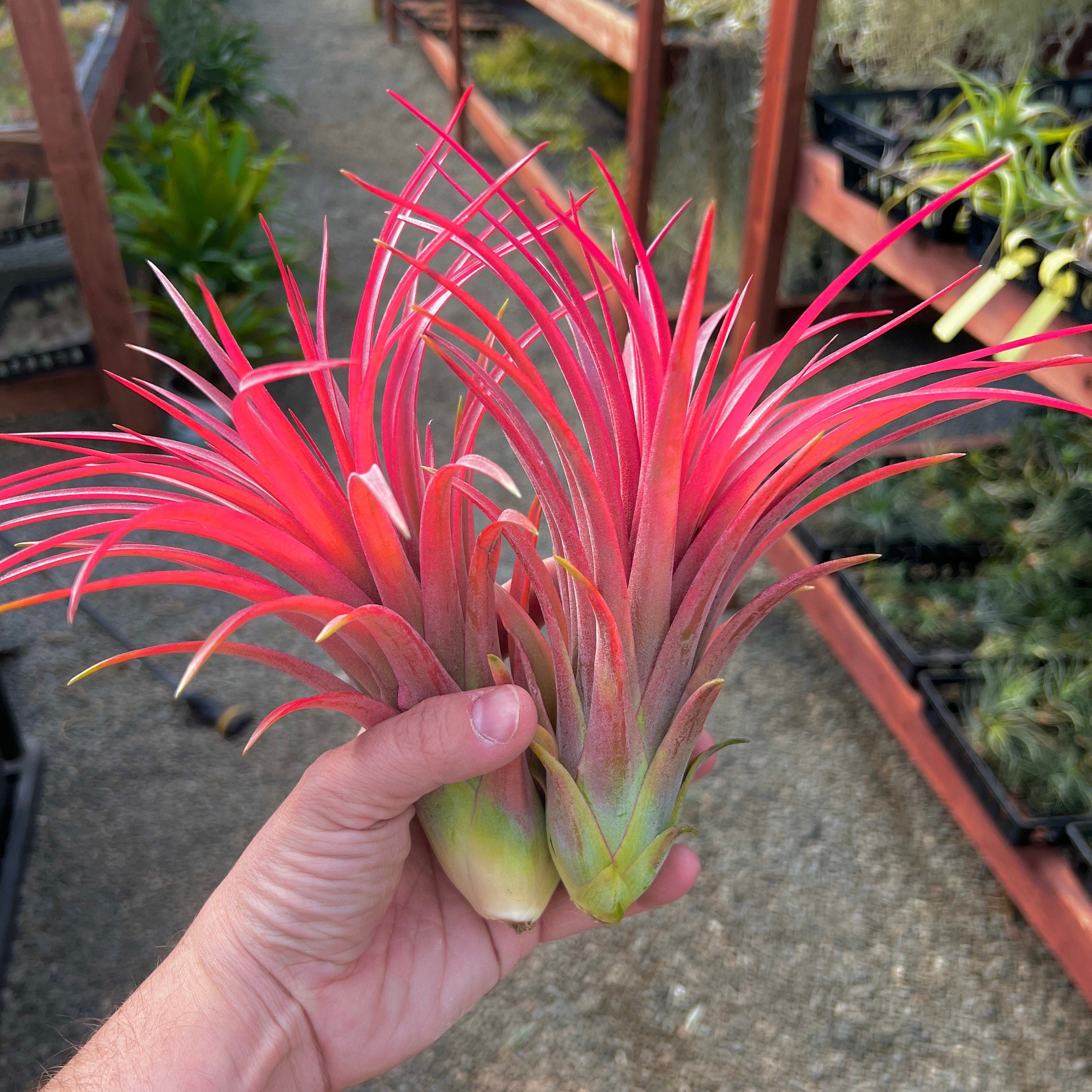 victoriana air plant Victoria (Currently Green)