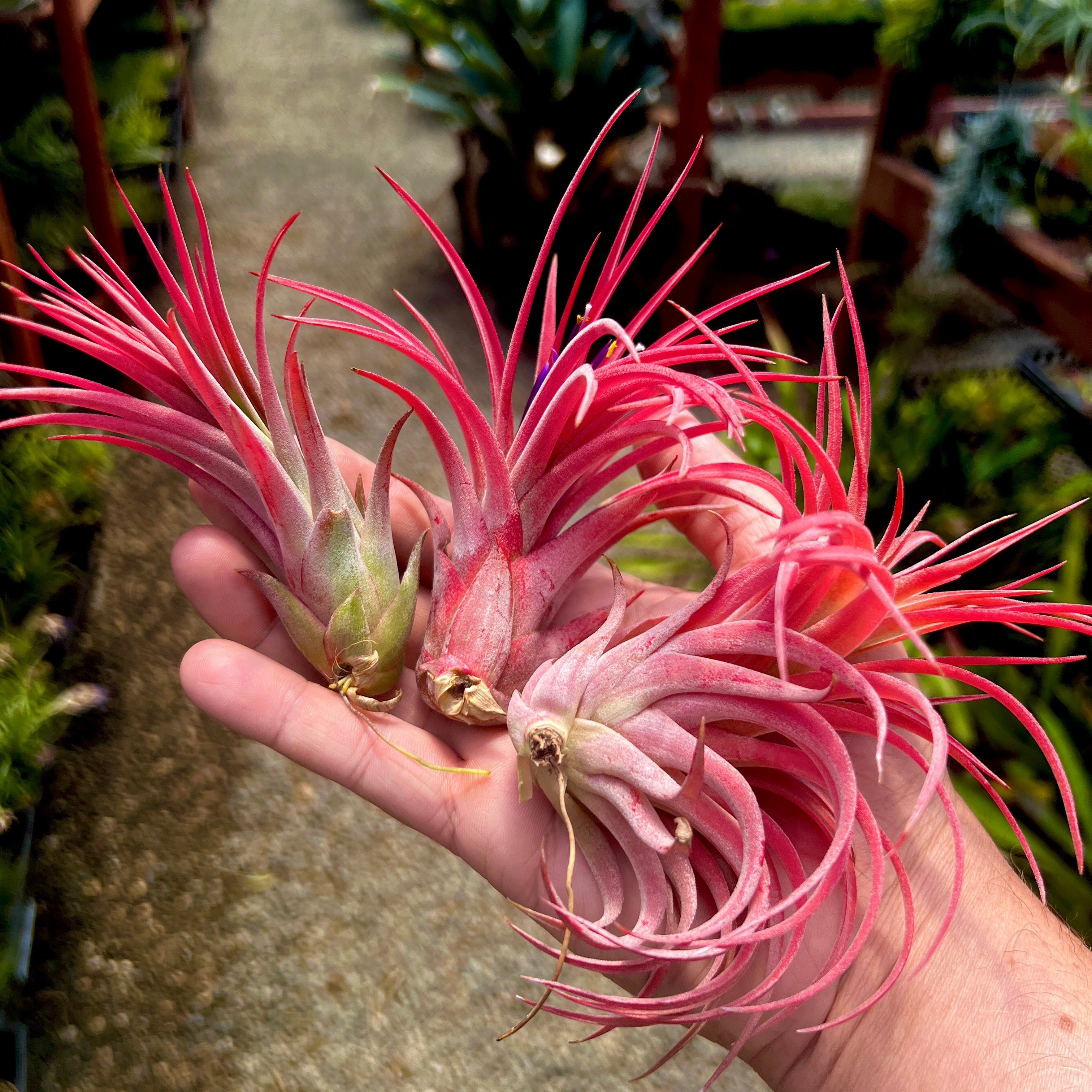 Tillandsia Ionantha Rubra x Scaposa Rare Hybrid Air Plant For Sale