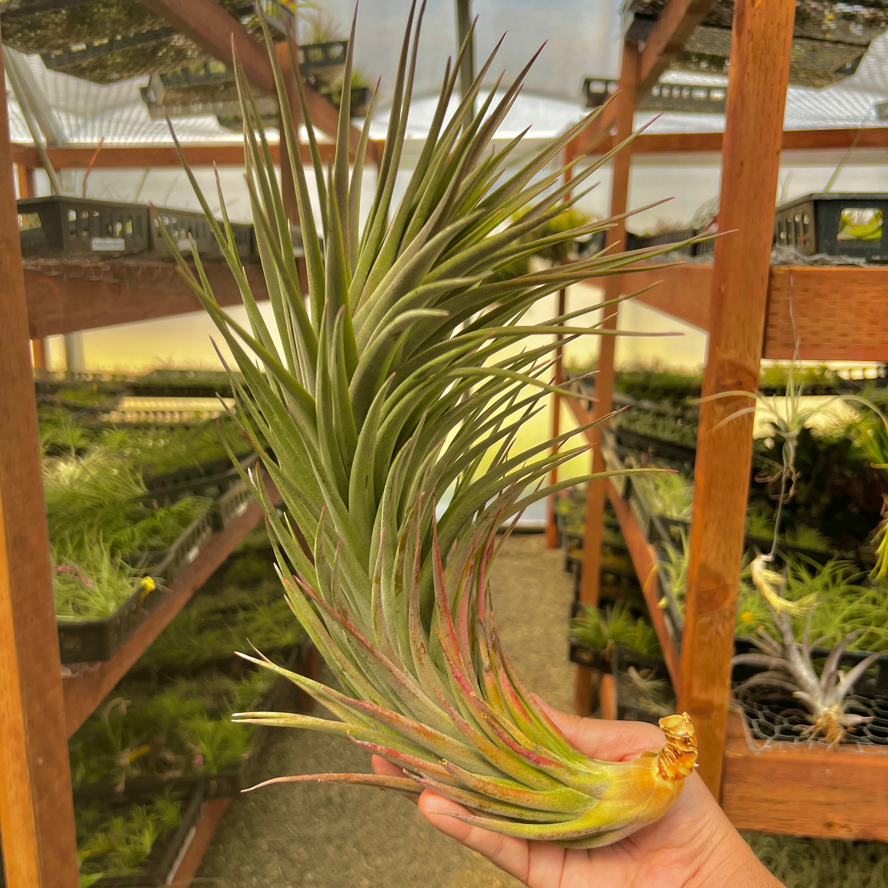 Tillandsia Nidus Air Plant Rare Large XL Houseplant