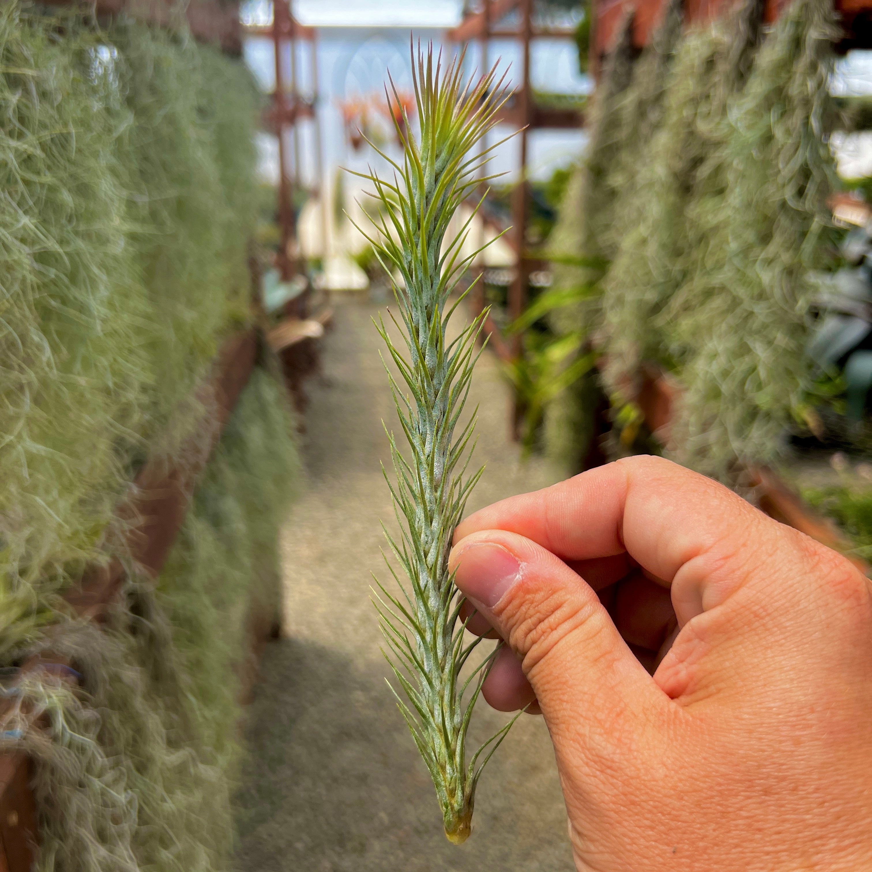 funckiana air plants Funckiana , (Caterpillar Air Plant)