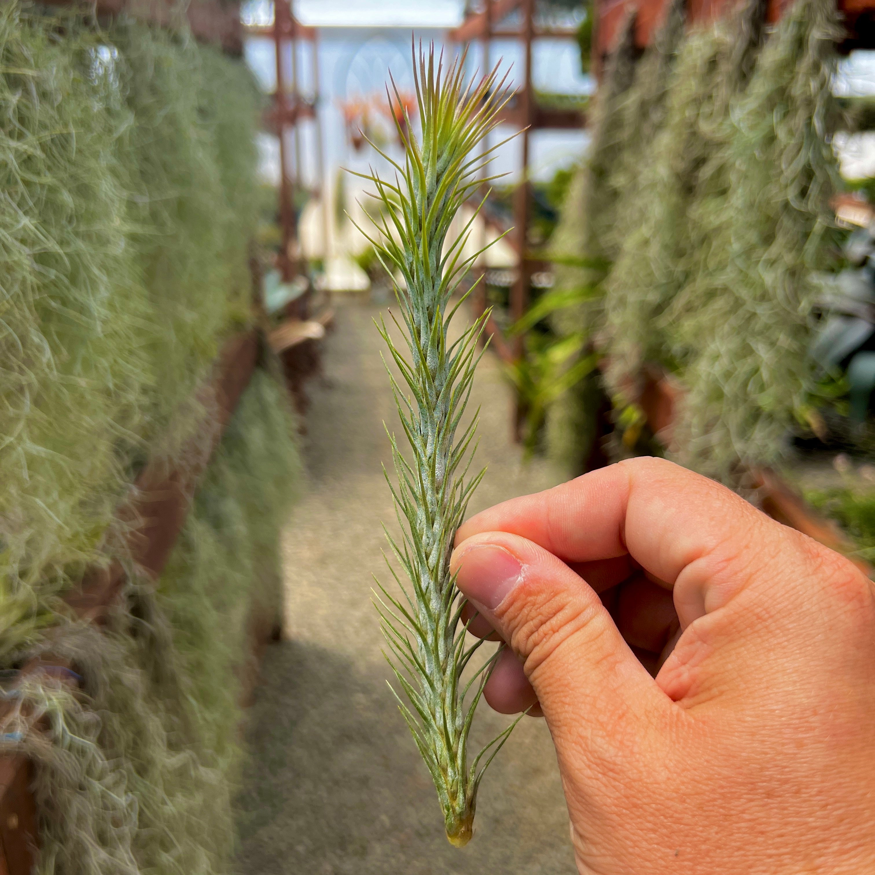 Funckiana <br> (Caterpillar Air Plant)