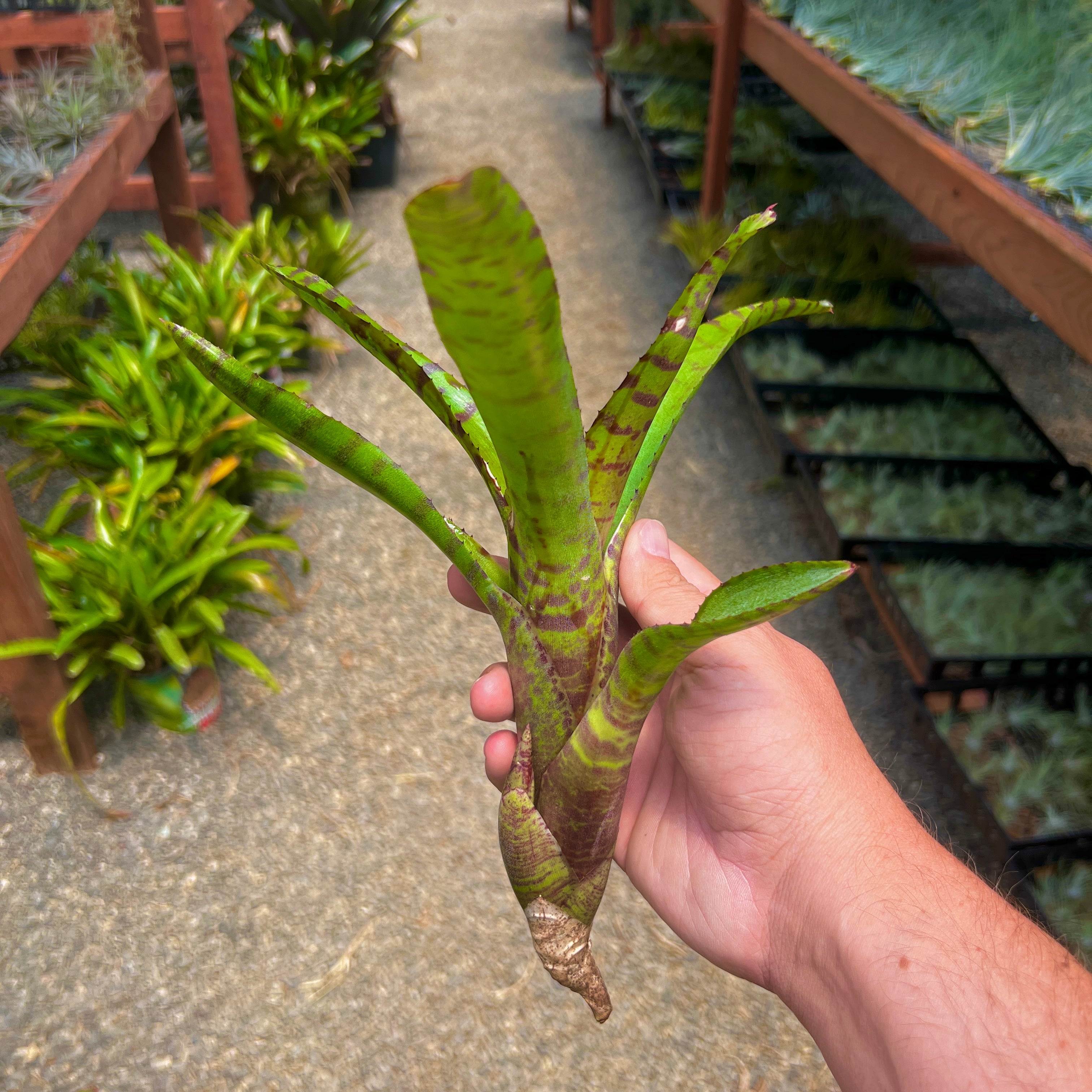 Neoregelia Air Plant Greenhouse Held In Hand