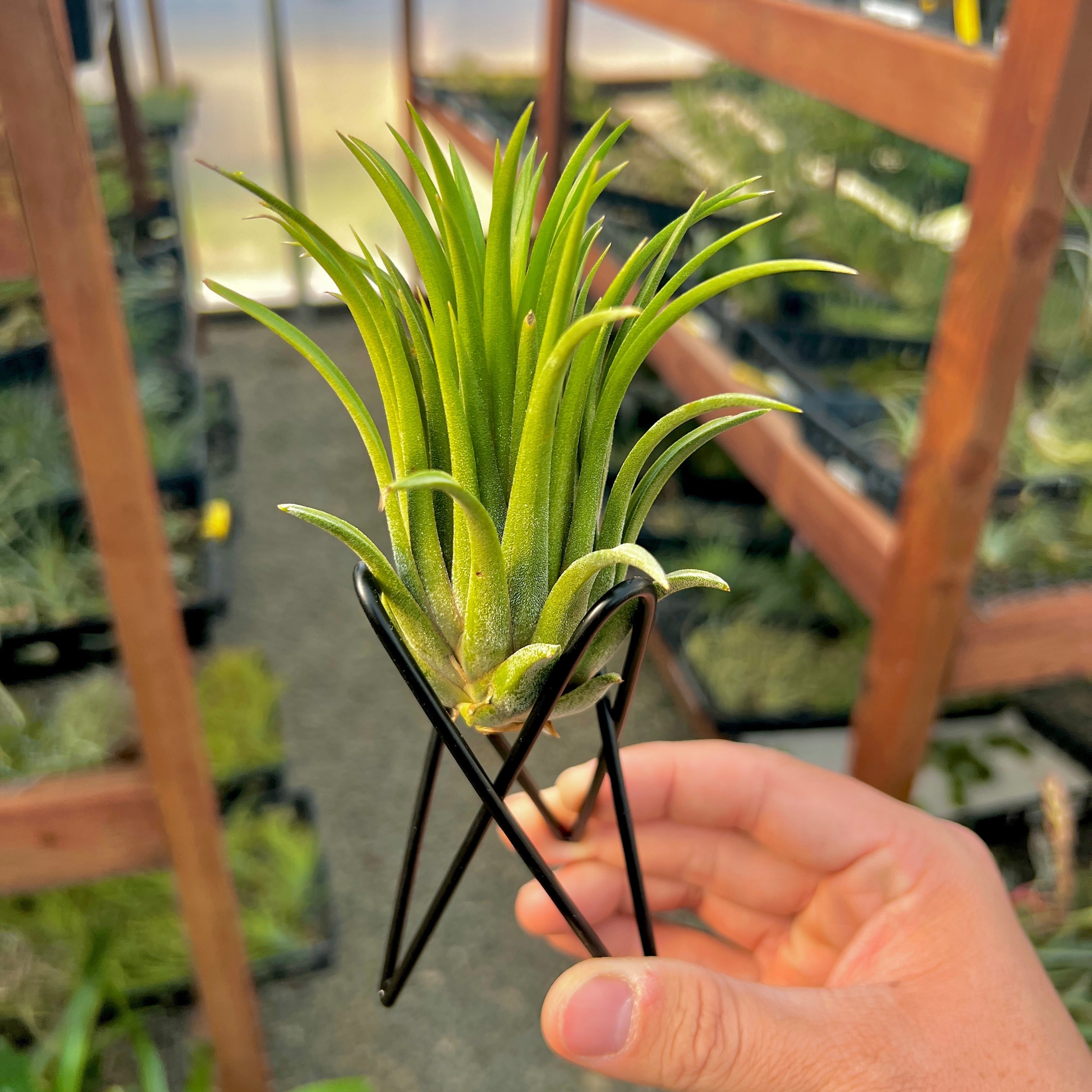 Black Geometric Air Plant Tillandsia Holder Gift Housewarming Geometric Black stand