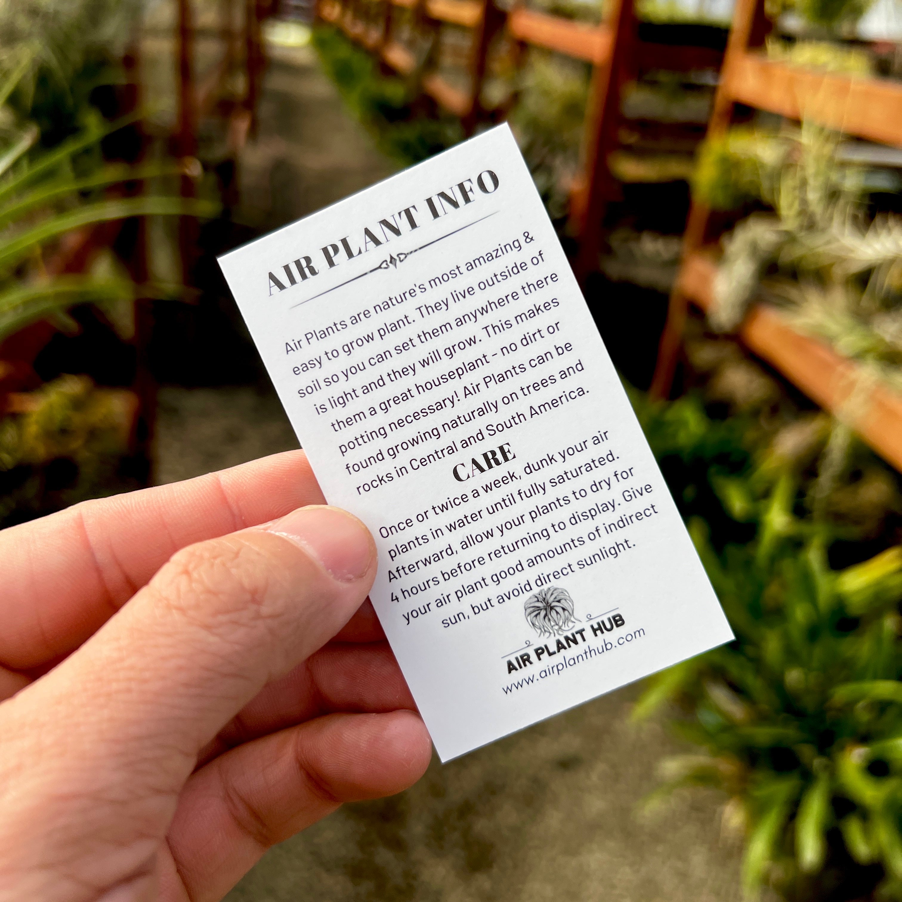 Air Plant Care Card