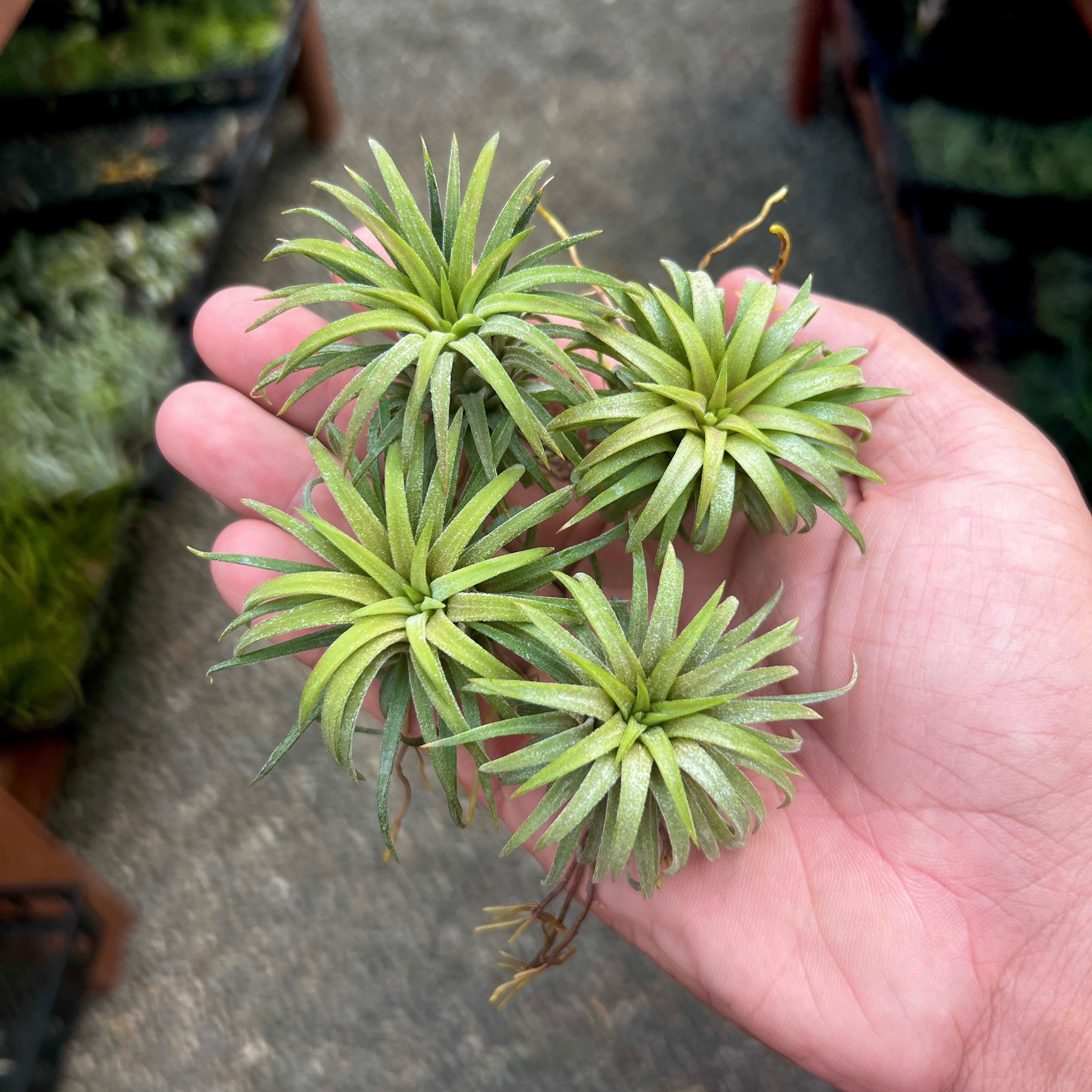 Tillandsia Ionantha Ron Air Plant Rare