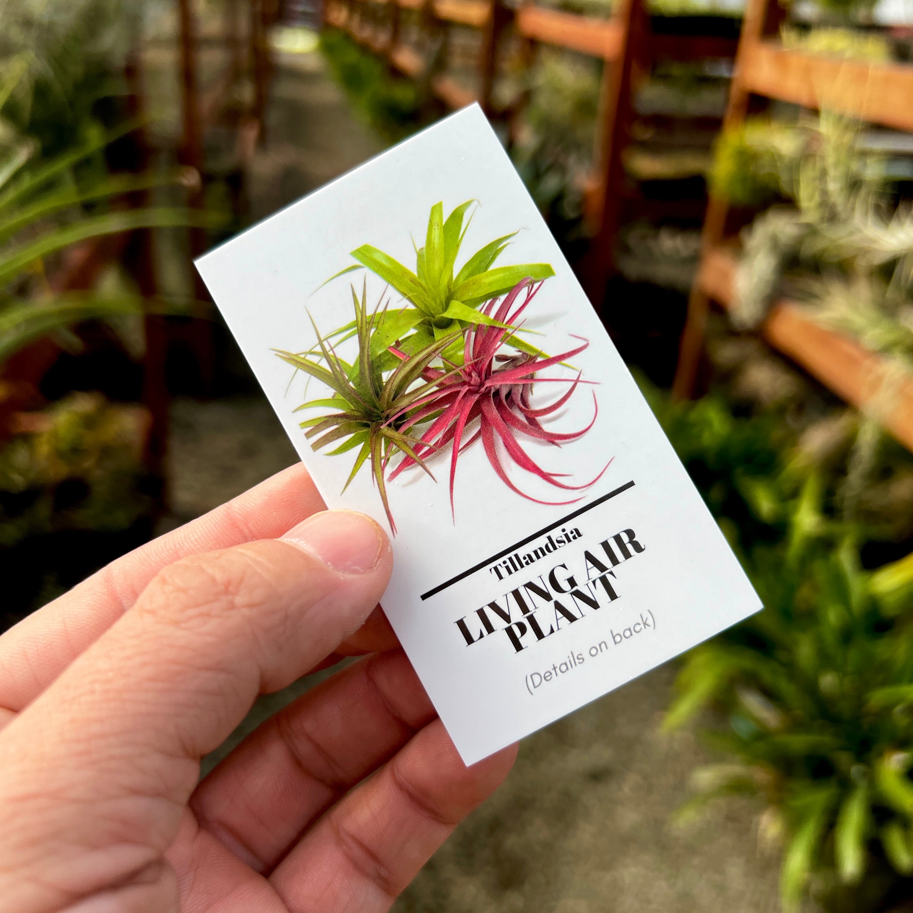 Air Plant Care Card