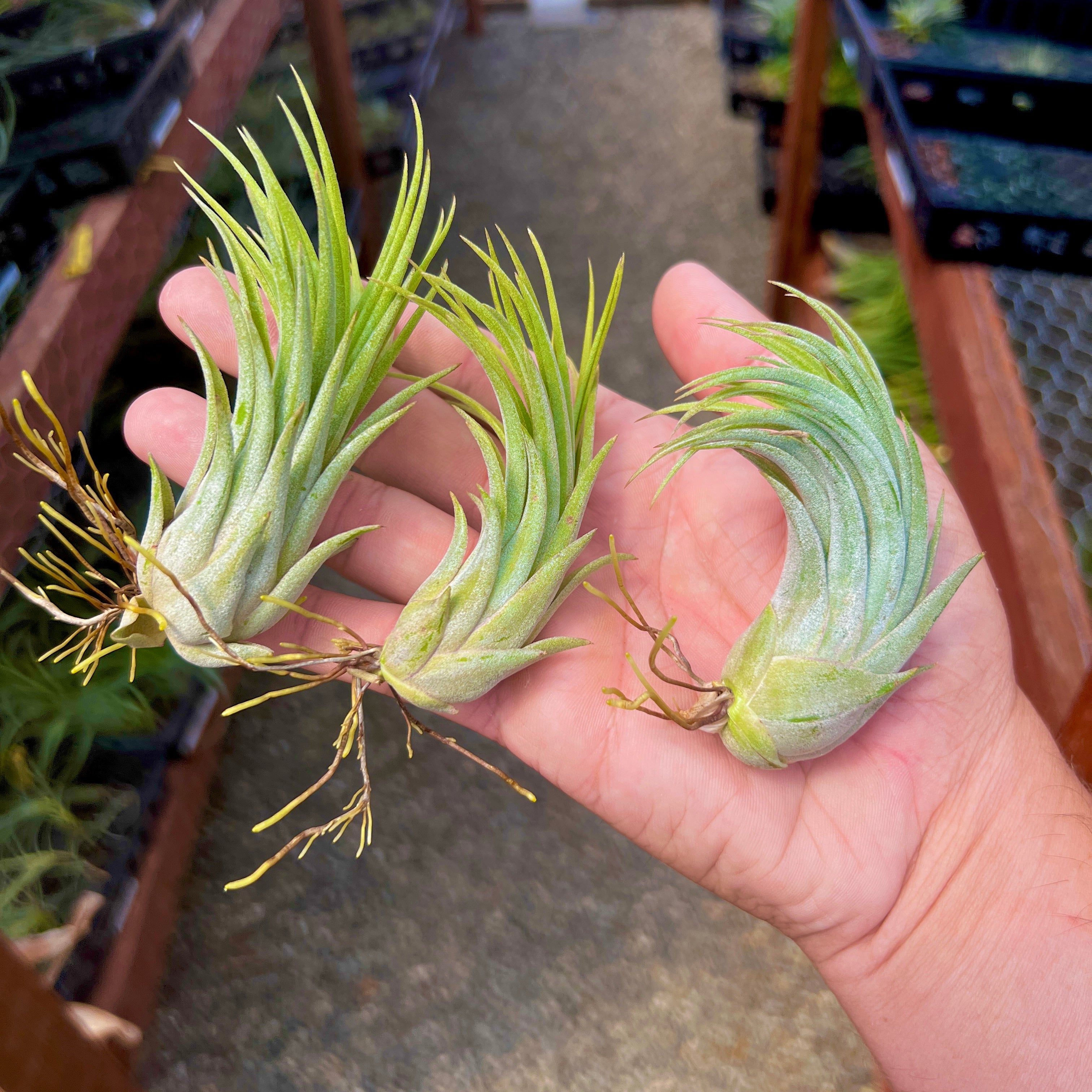 ionantha scaposa air plant Ionantha Rubra x Scaposa *Currently Green* (APH Exclusive)