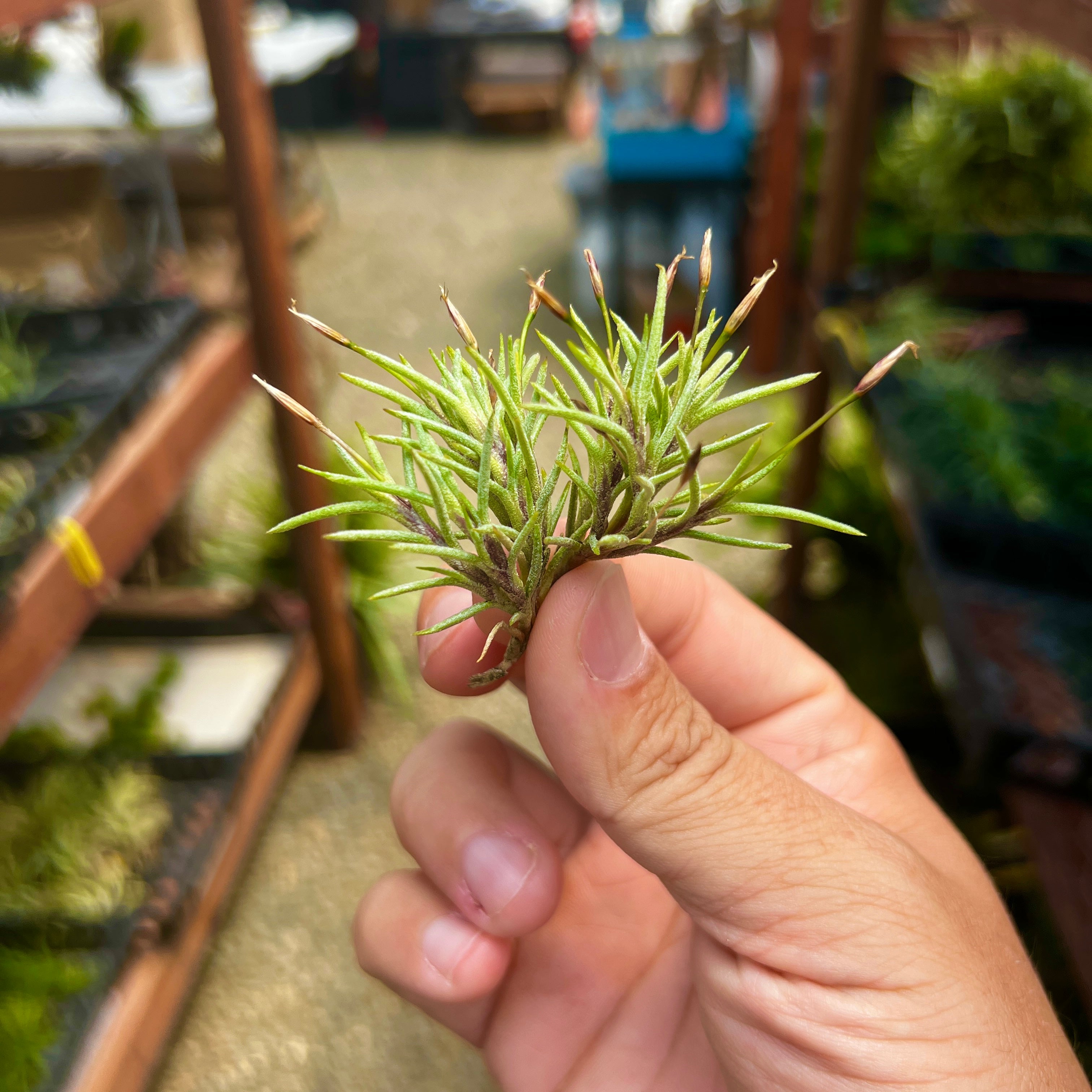 Tillandsia Capillaris Air Plant Clump Subgenus Diaphoranthema Miniature Houseplant Decor