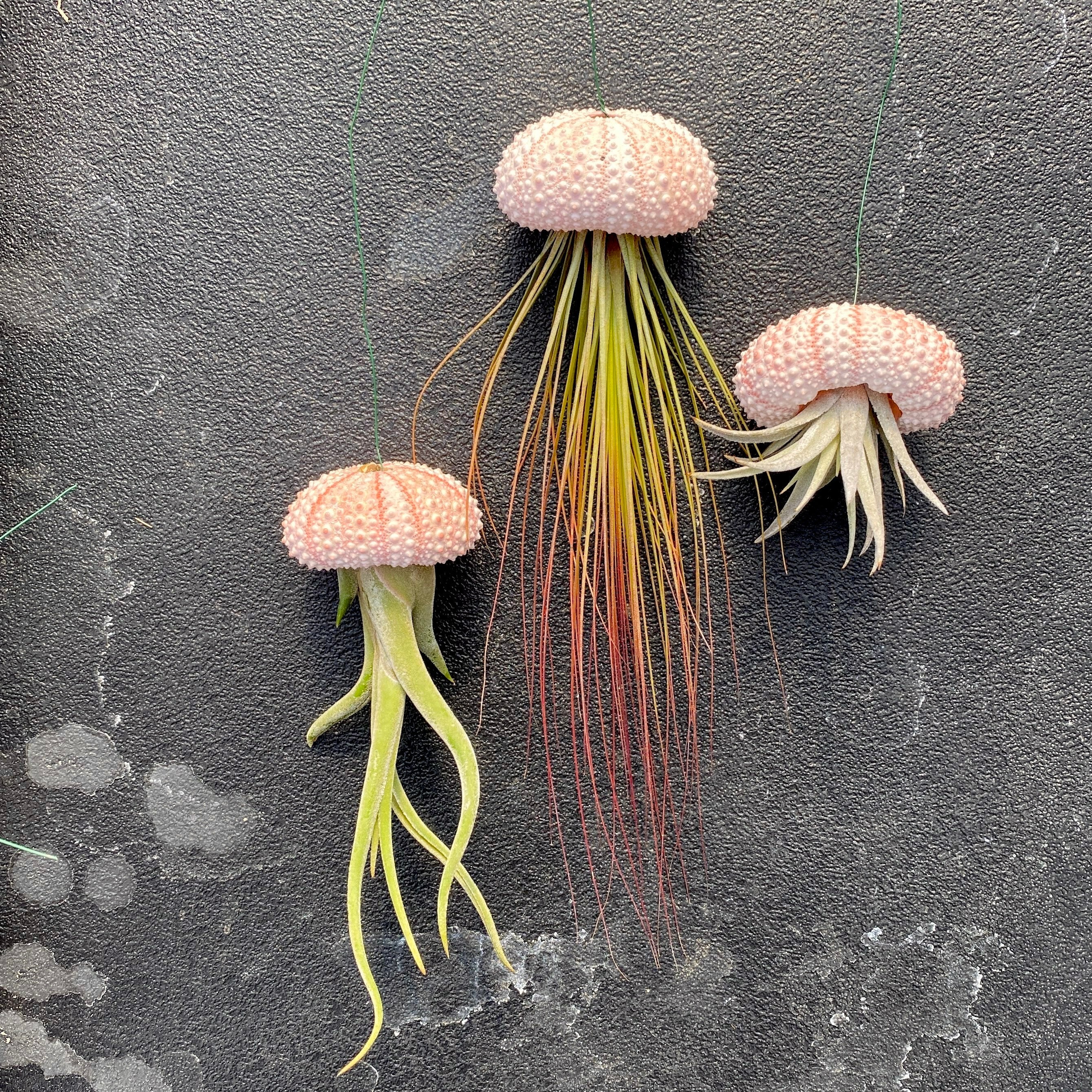 HANGING Tillandsia Air Plant With Wire And Sea Urchin Shell Jellyfish UFO display