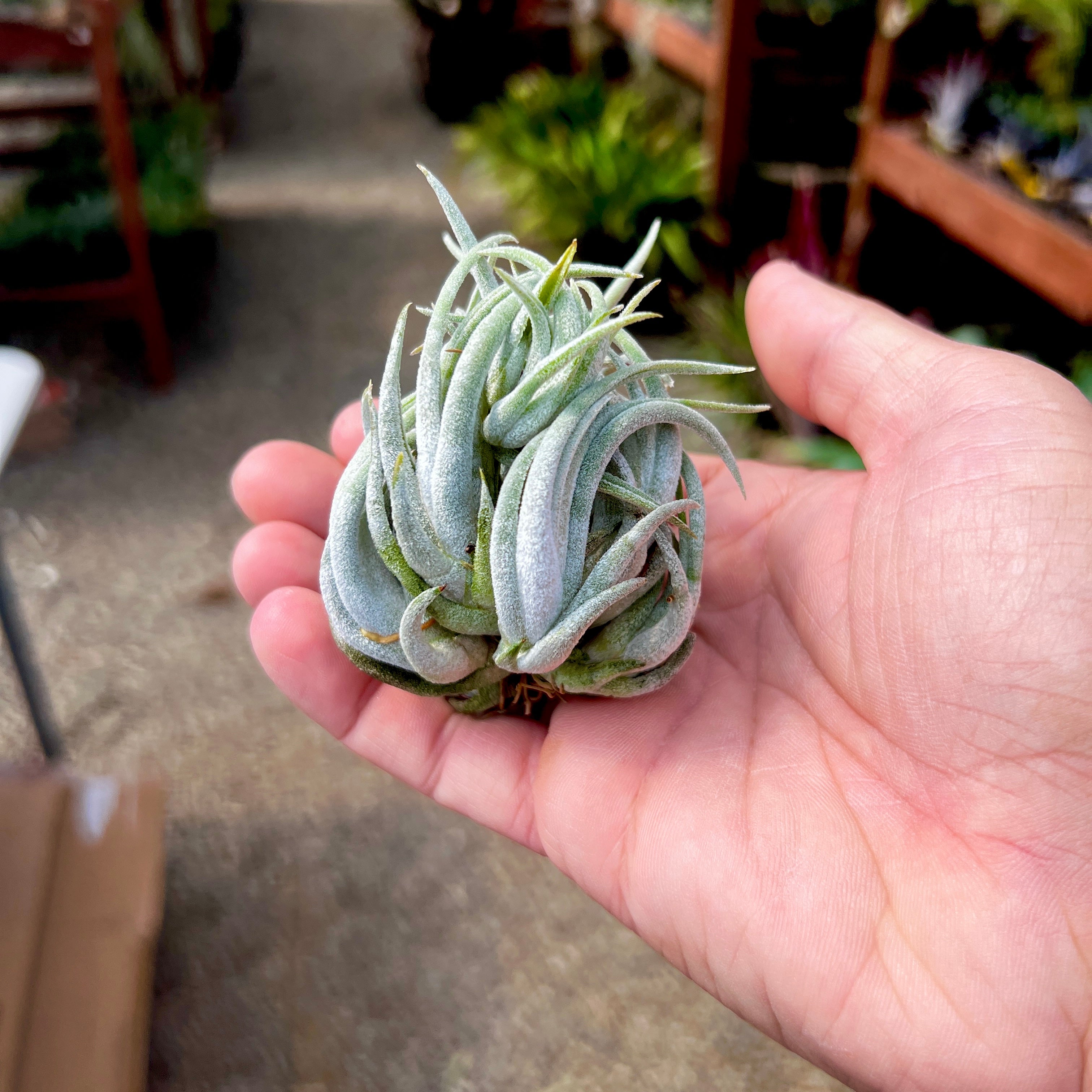 Mitlaensis Small Seedling Cluster