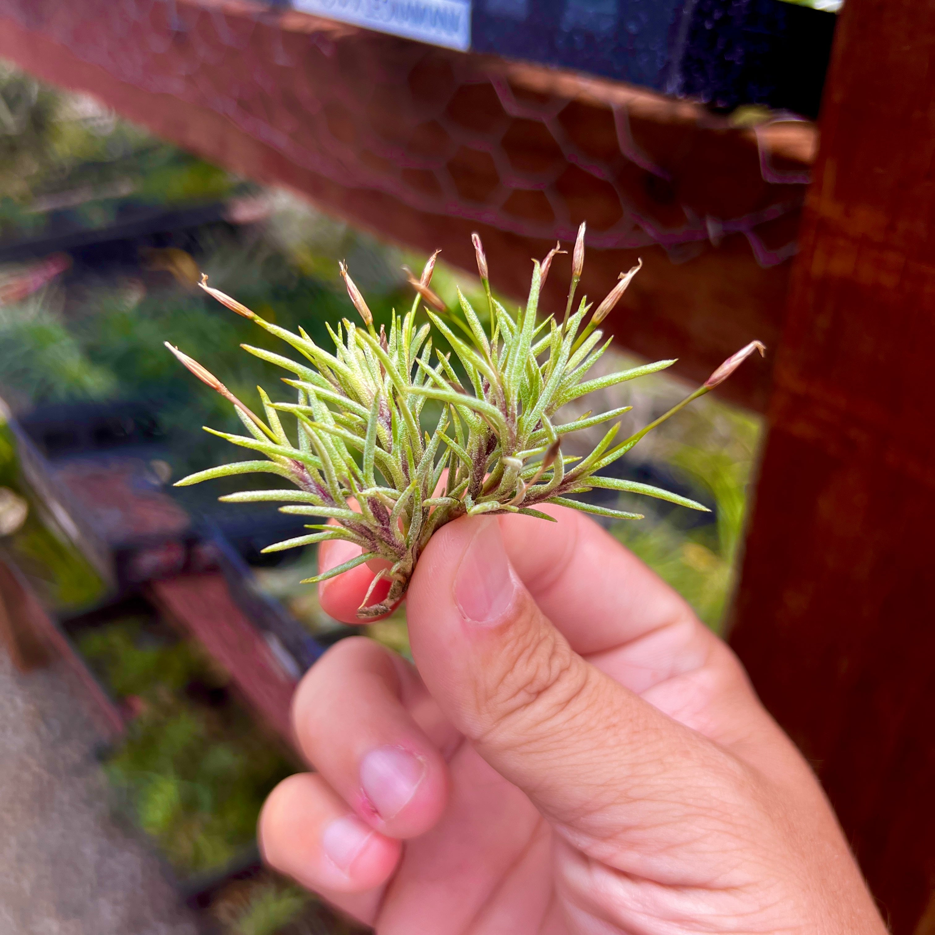 Tillandsia Capillaris Air Plant Clump Subgenus Diaphoranthema Miniature Houseplant Decor