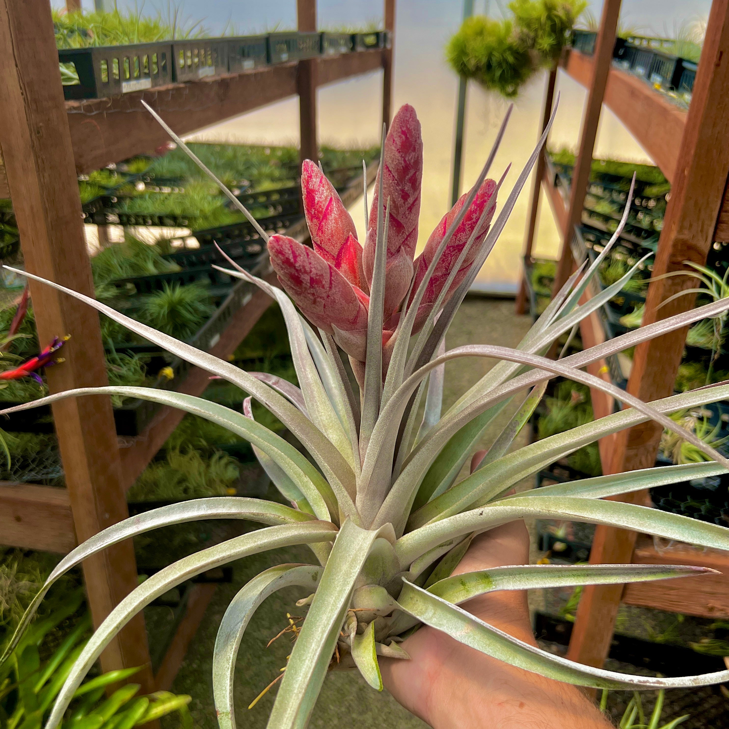biggest air plant Super Steve , (Chiapensis x Fasciculata Panama)