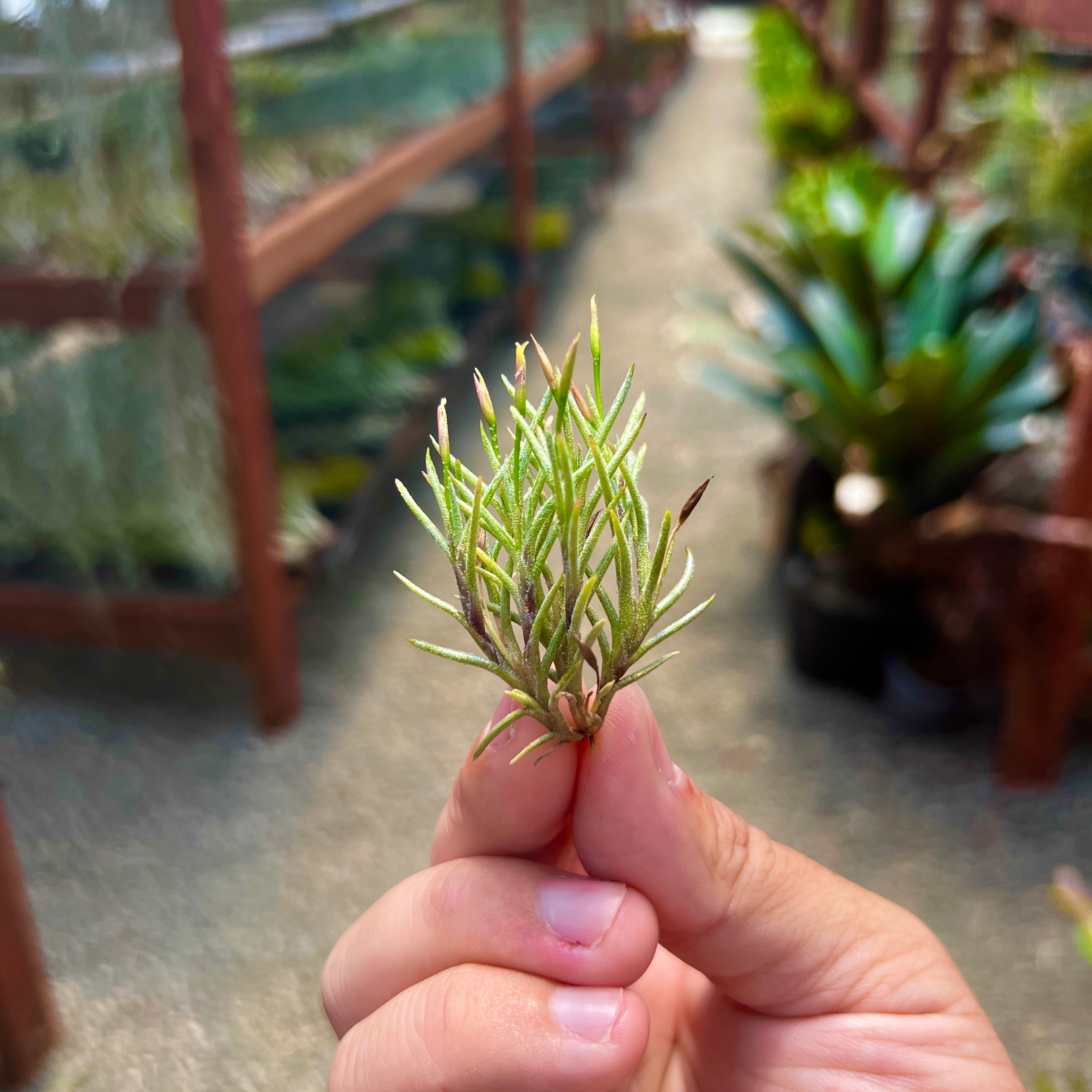 Tillandsia Capillaris Air Plant Clump Subgenus Diaphoranthema Miniature Houseplant Decor