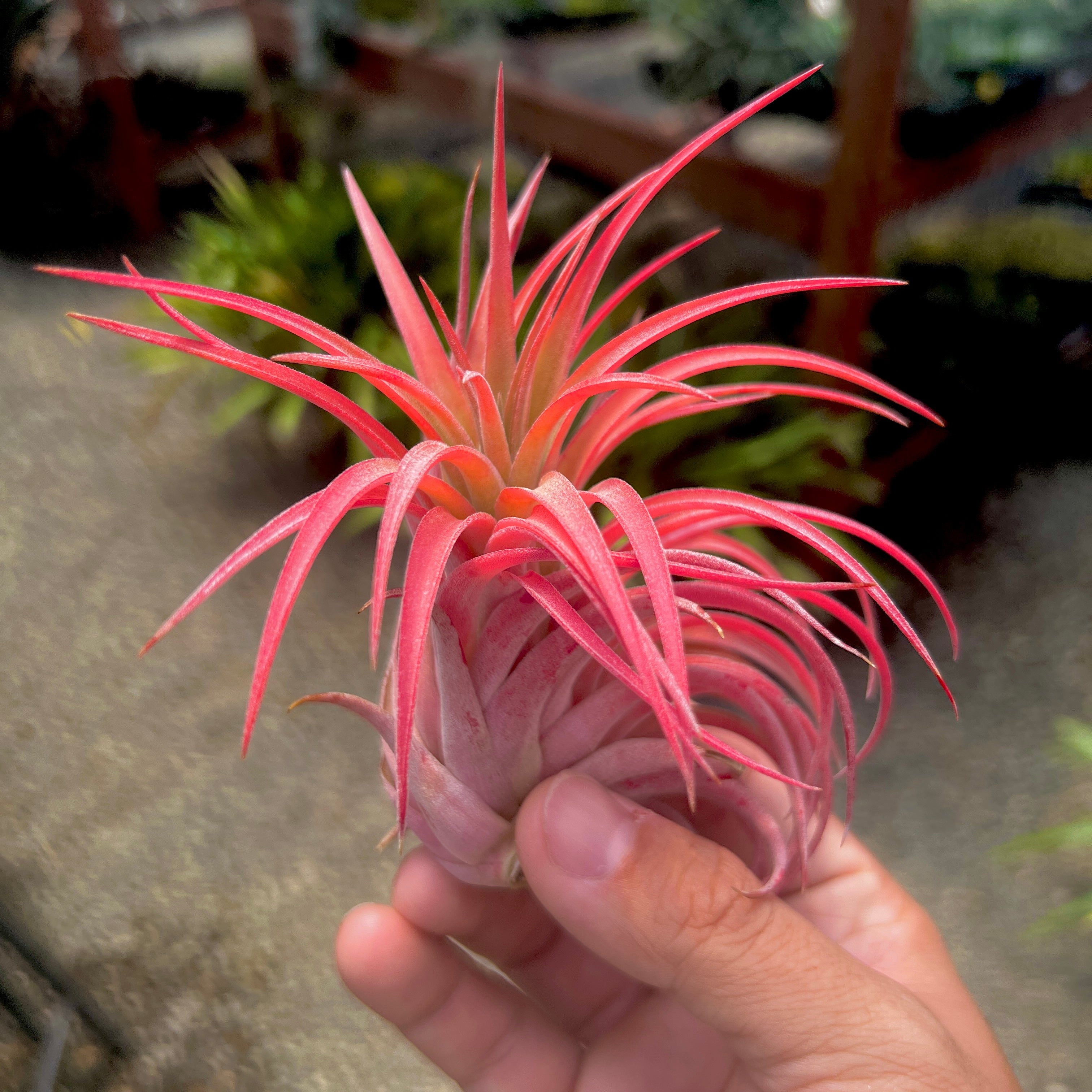 Tillandsia Ionantha Rubra x Scaposa Rare Hybrid Air Plant For Sale